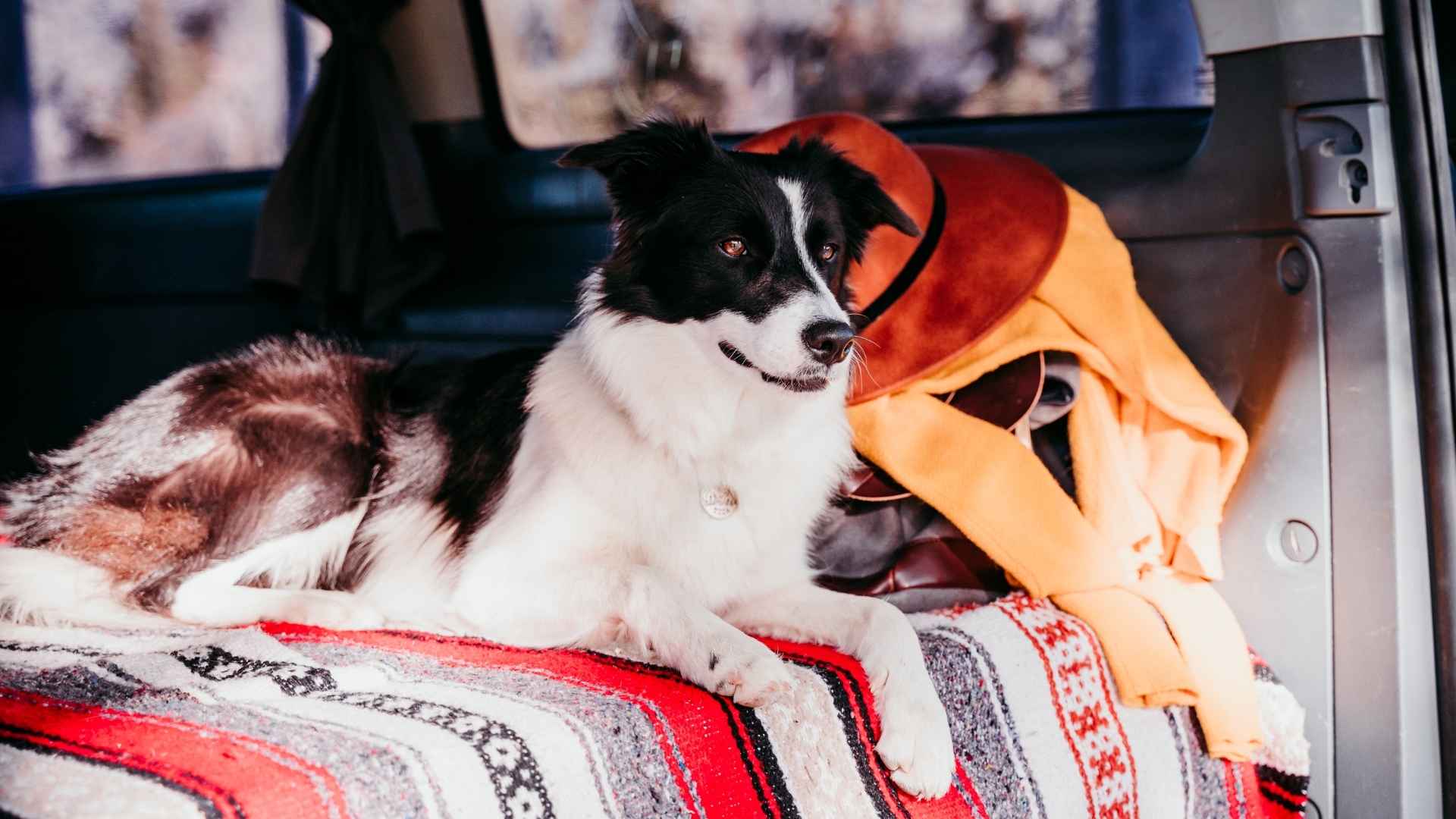 9 Dog Breeds That Travel Well In RVs and Enjoy Road Trips