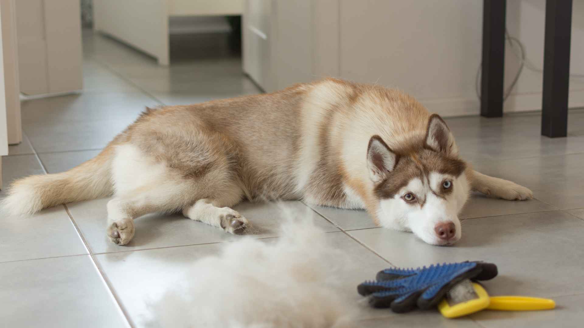 9 Dog Breeds That Will Shed all Over your House