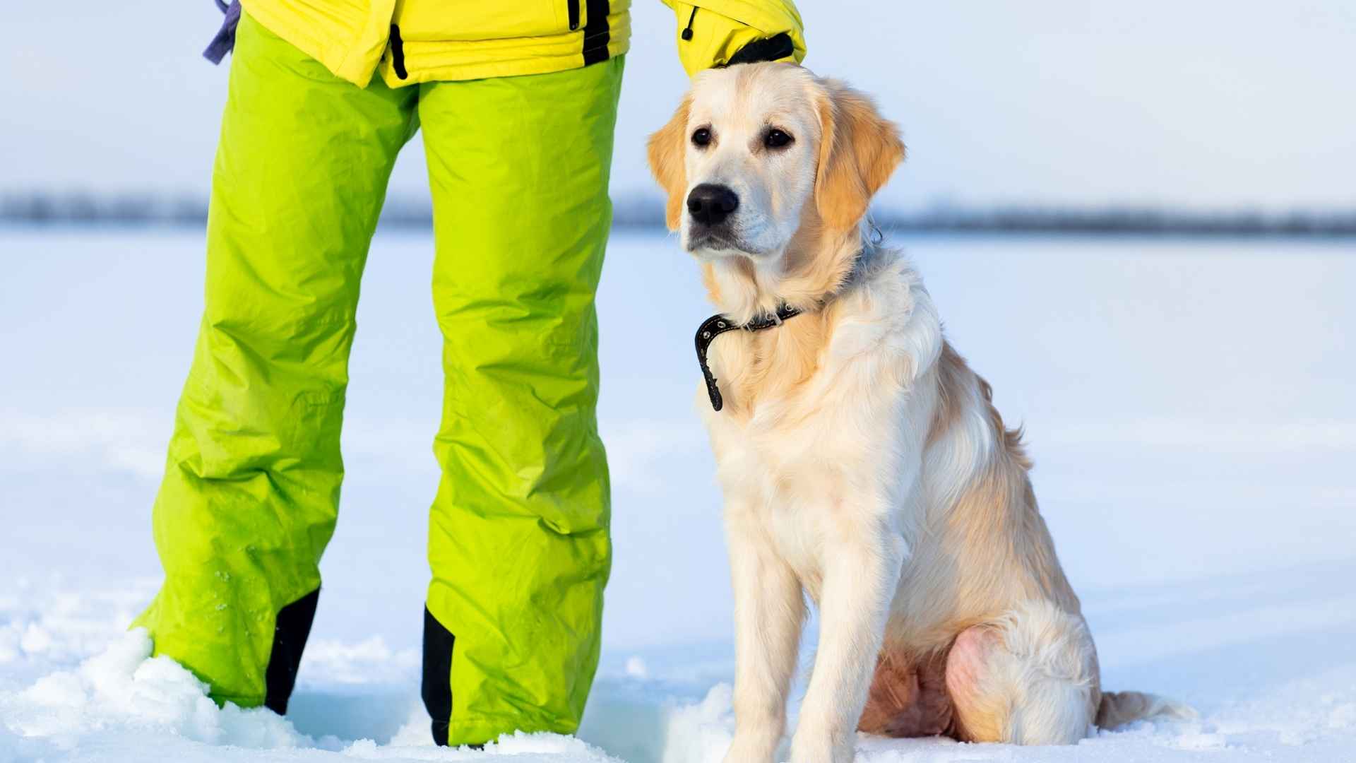 9 Dog Breeds Used In Avalanche Rescue That Save Lives in Snow