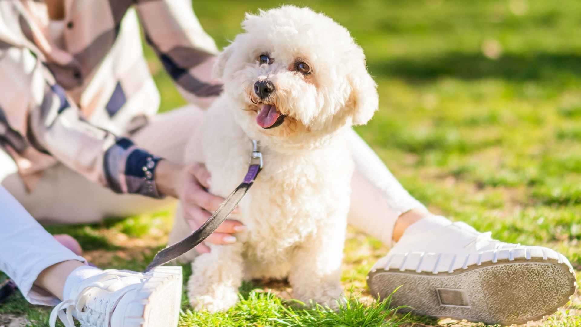 9 Dog Breeds Who Can't Stand Being Alone: Velcro Dogs that Crave Human Attention