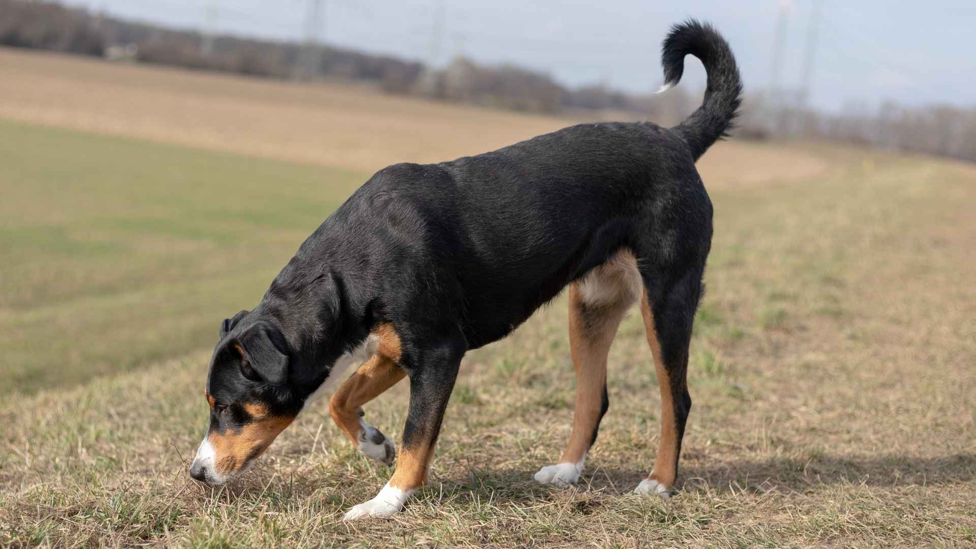 9 Dog Breeds With Best Sense Of Smell for Tracking and Scent Work