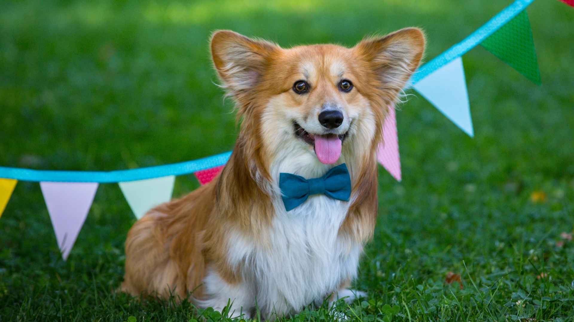 9 Dog Breeds With Comedic Personality: Perfect for Endless Fun