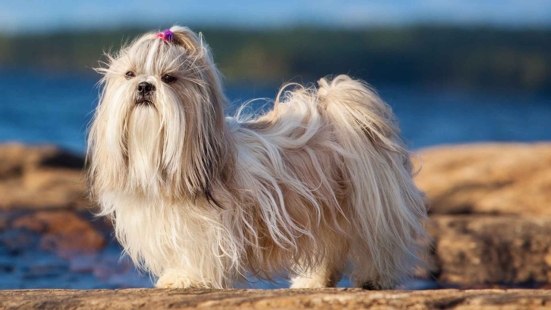 9 Dog Breeds With Compact Bodies That Are Easy to Handle