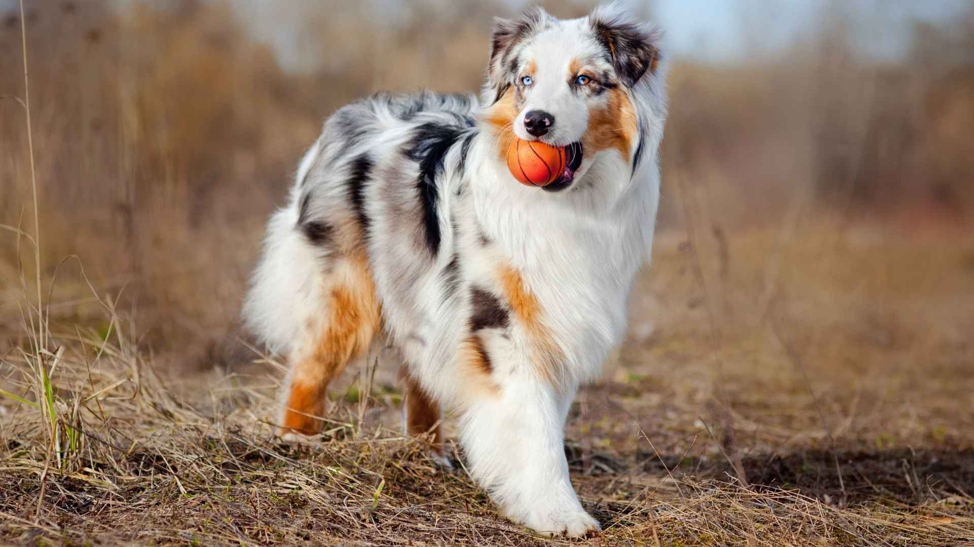 9 Dog Breeds With Double Coats That Are Built for All Seasons