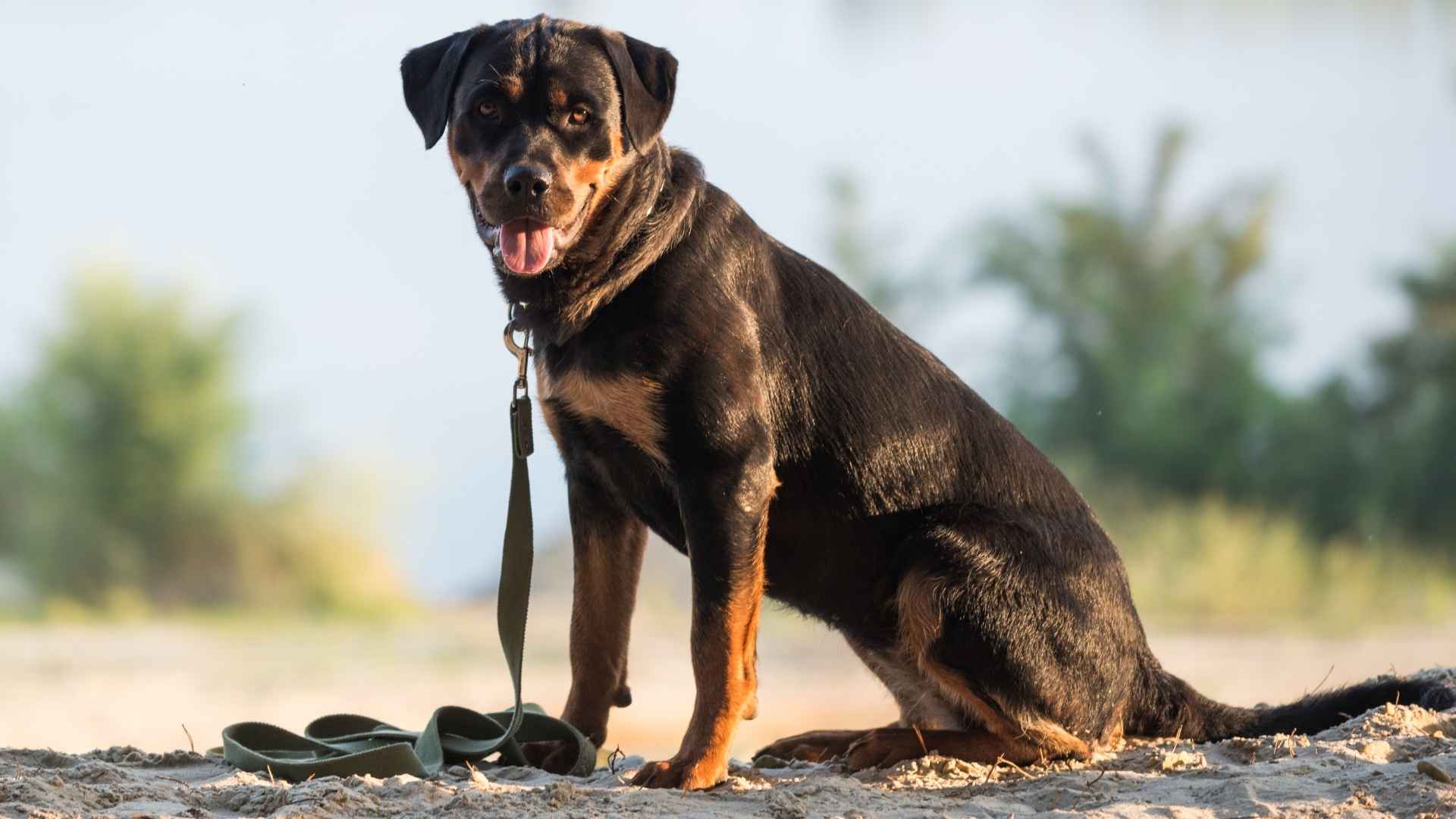 9 Dog Breeds With Dramatic Facial Markings That Turn Heads