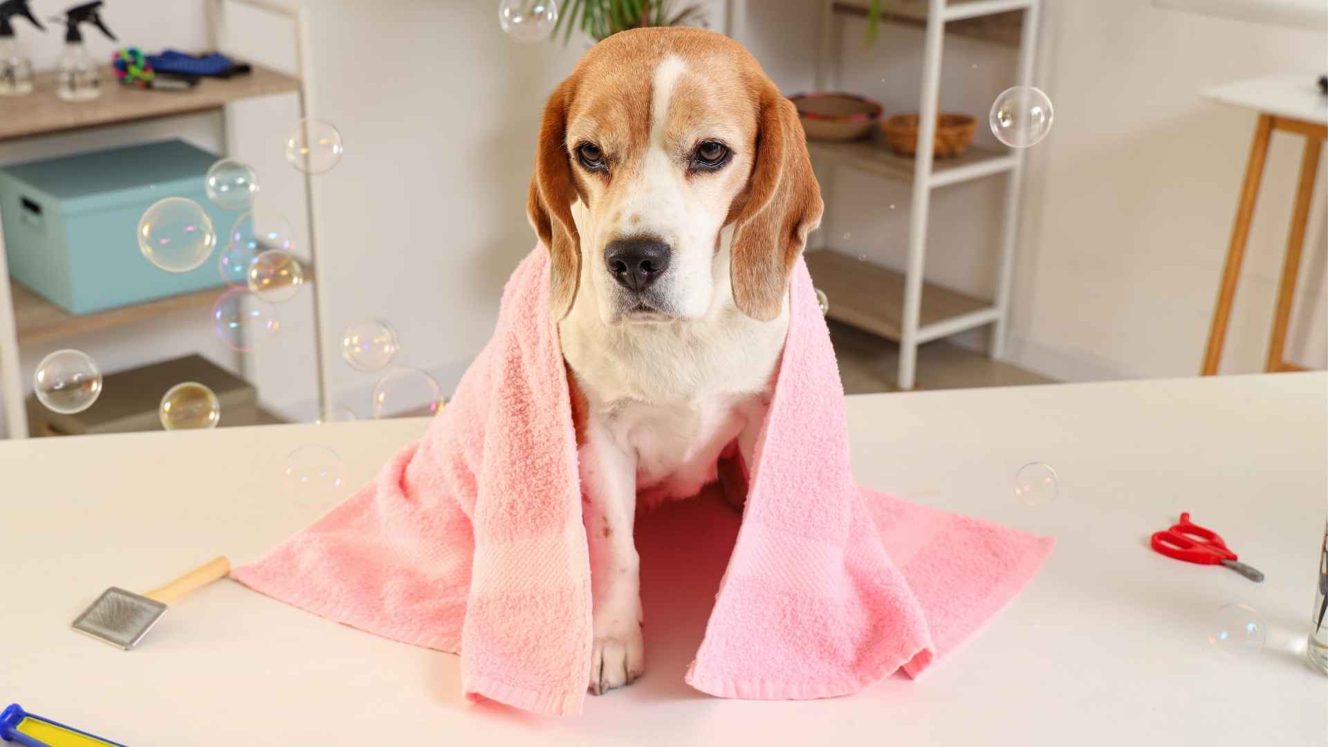 9 Dog Breeds With Easy Grooming Requirements for Busy Pet Owners