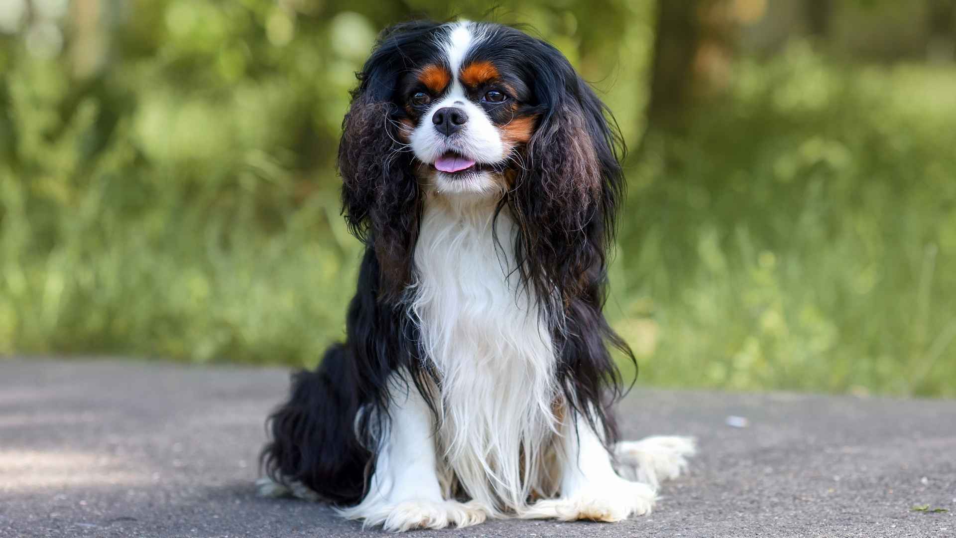 9 Dog Breeds With Expressive Faces That Will Steal Your Soul