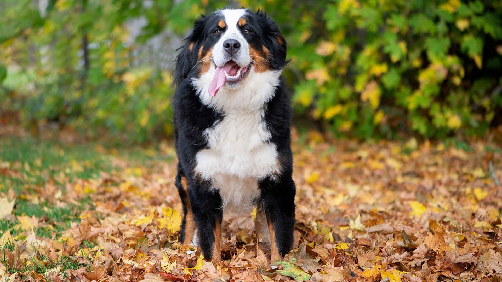 9 Dog Breeds With Healthiest Teeth: The Best Gums