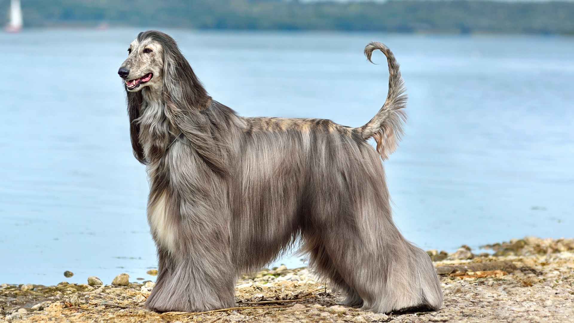 9 Dog Breeds With Low Allergy Risk for Allergy-Prone Homes