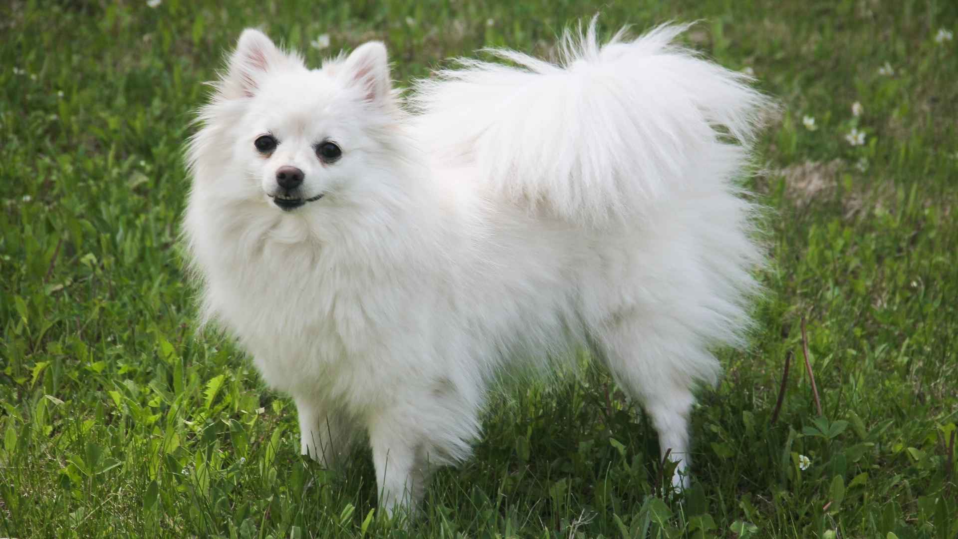9 Dog Breeds With Naturally Smiling Faces That Will Brighten Your Day