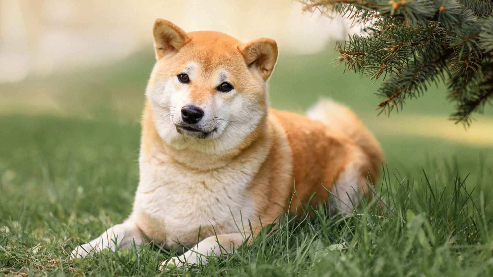 9 Dog Breeds With The Longest Lifespans for Years of Joy