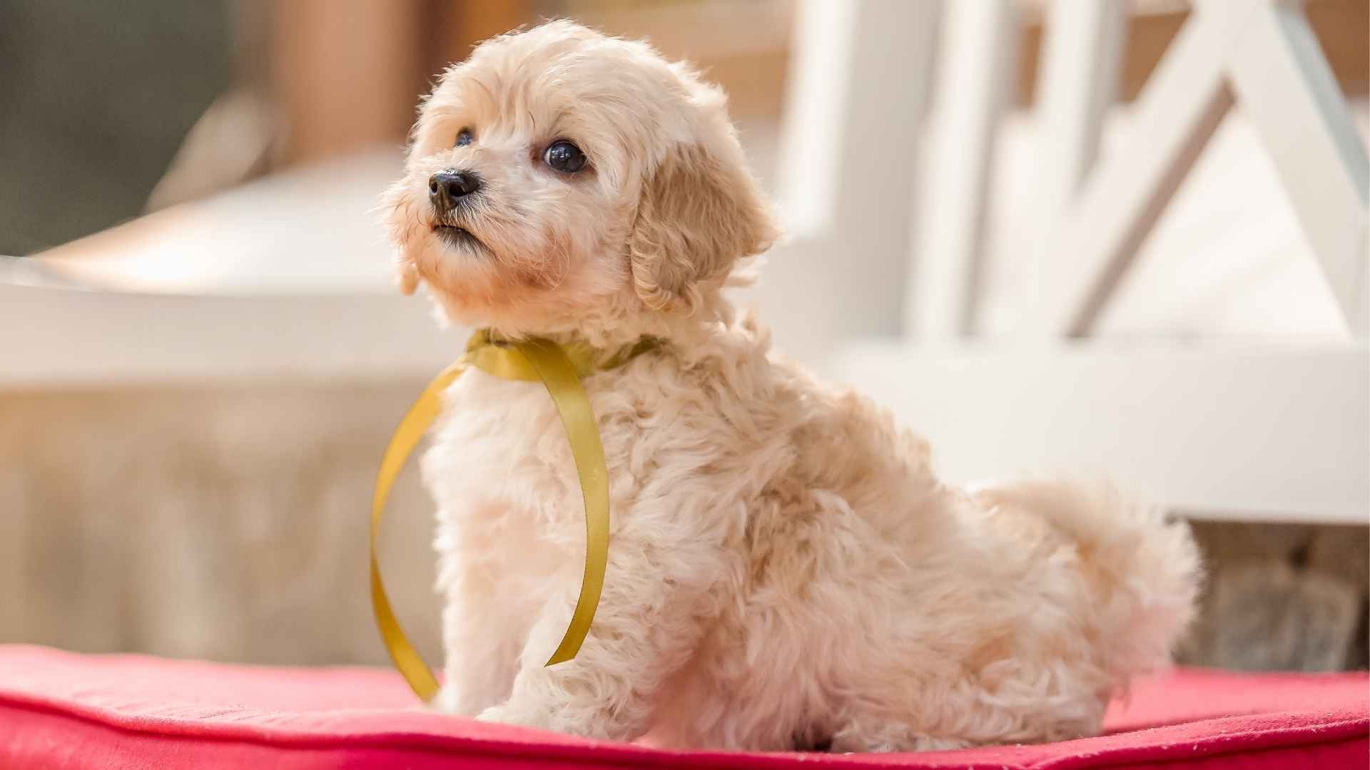 9 Dog Breeds With the Softest Paw Pads That Make Perfect Lap Dogs