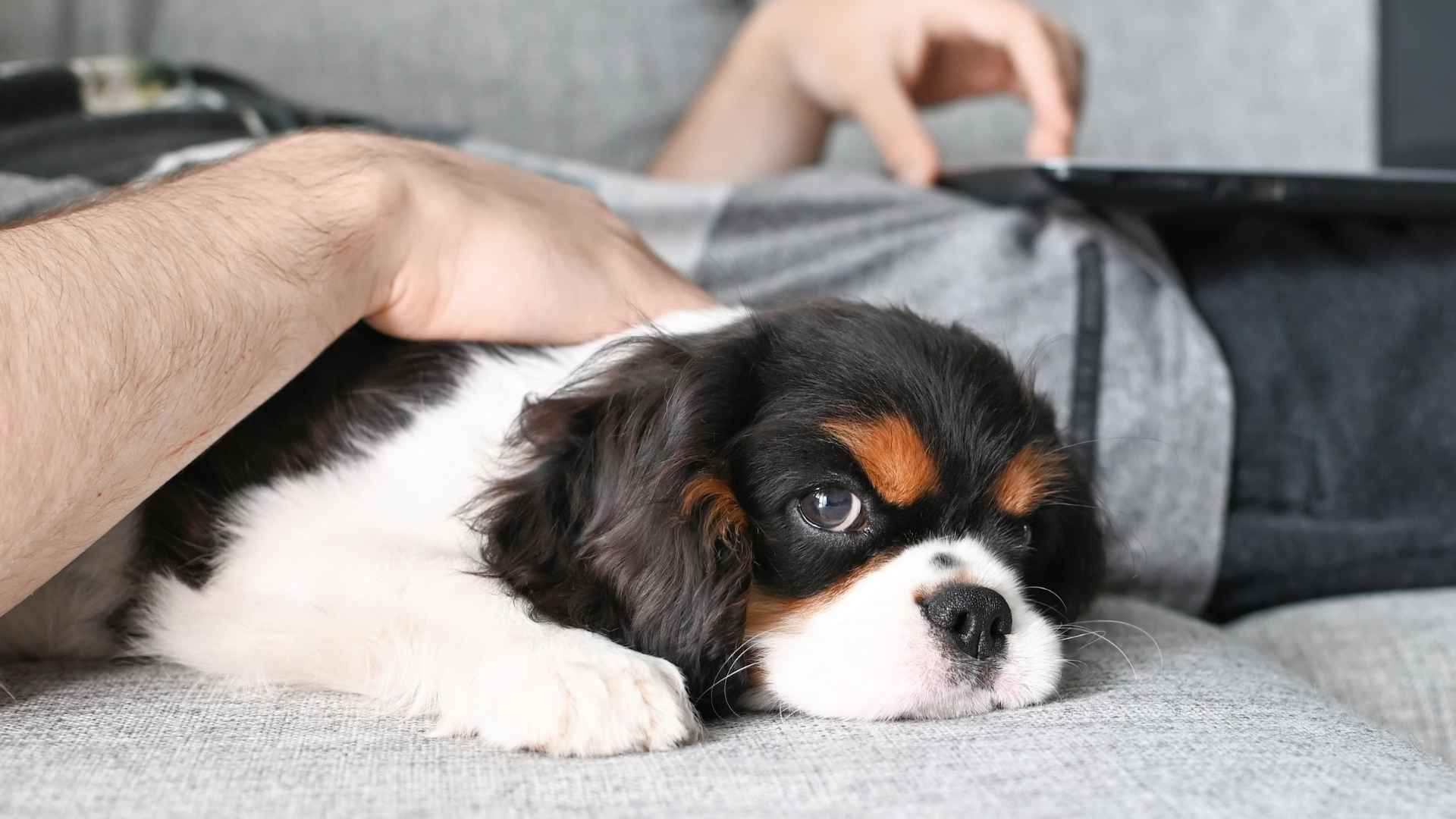 9 Dog Breeds for Lazy People Won’t Judge You