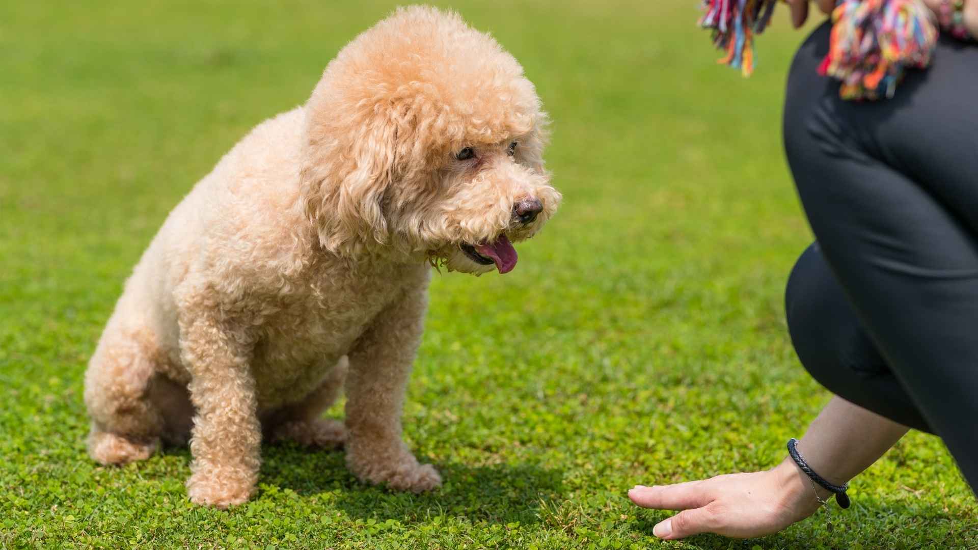 9 Dog Breeds that Can be Trained with Hand Signals Effectively