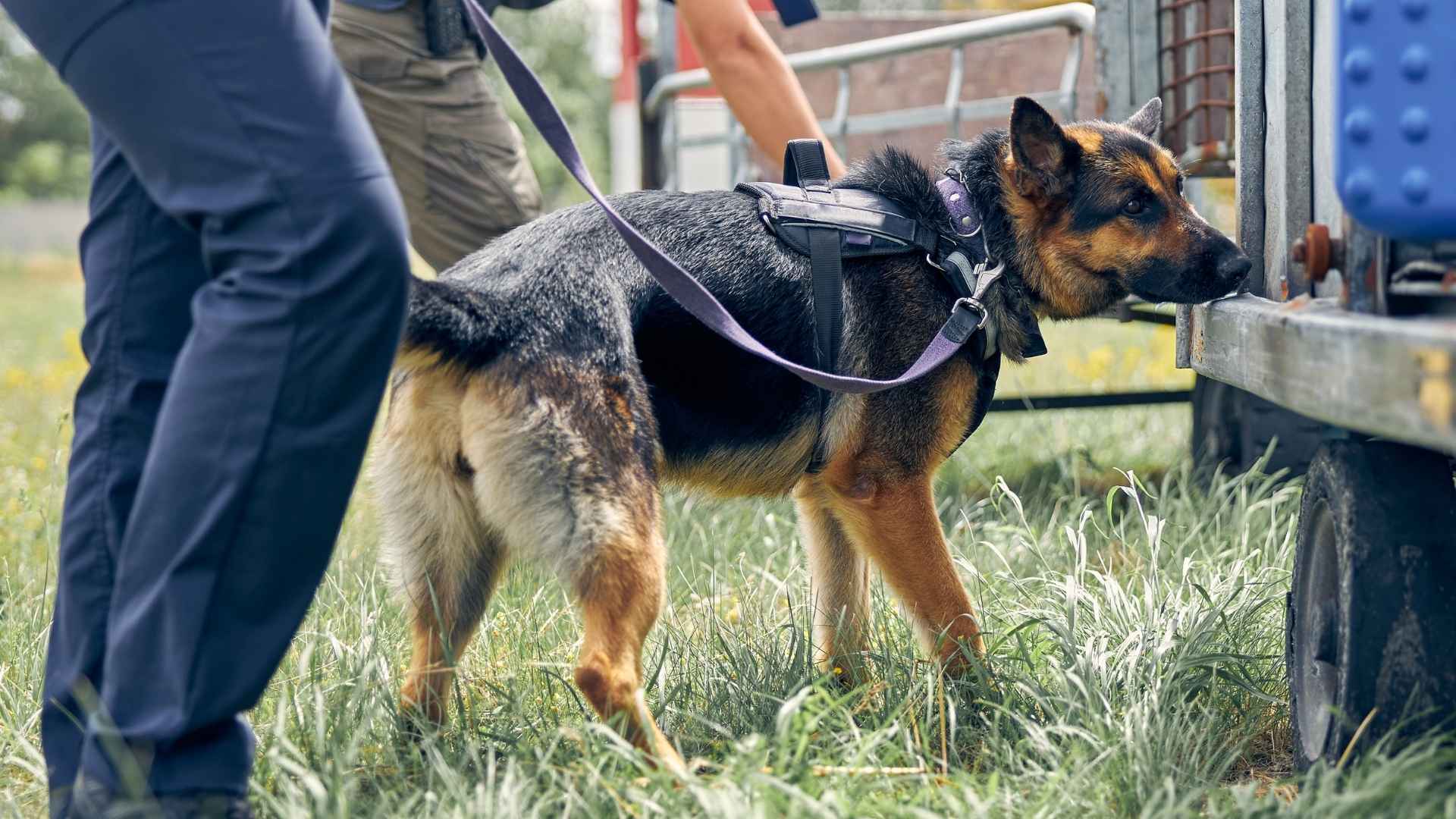 9 Dog Breeds that Enjoy Nosework Challenges for Fun and Engagement