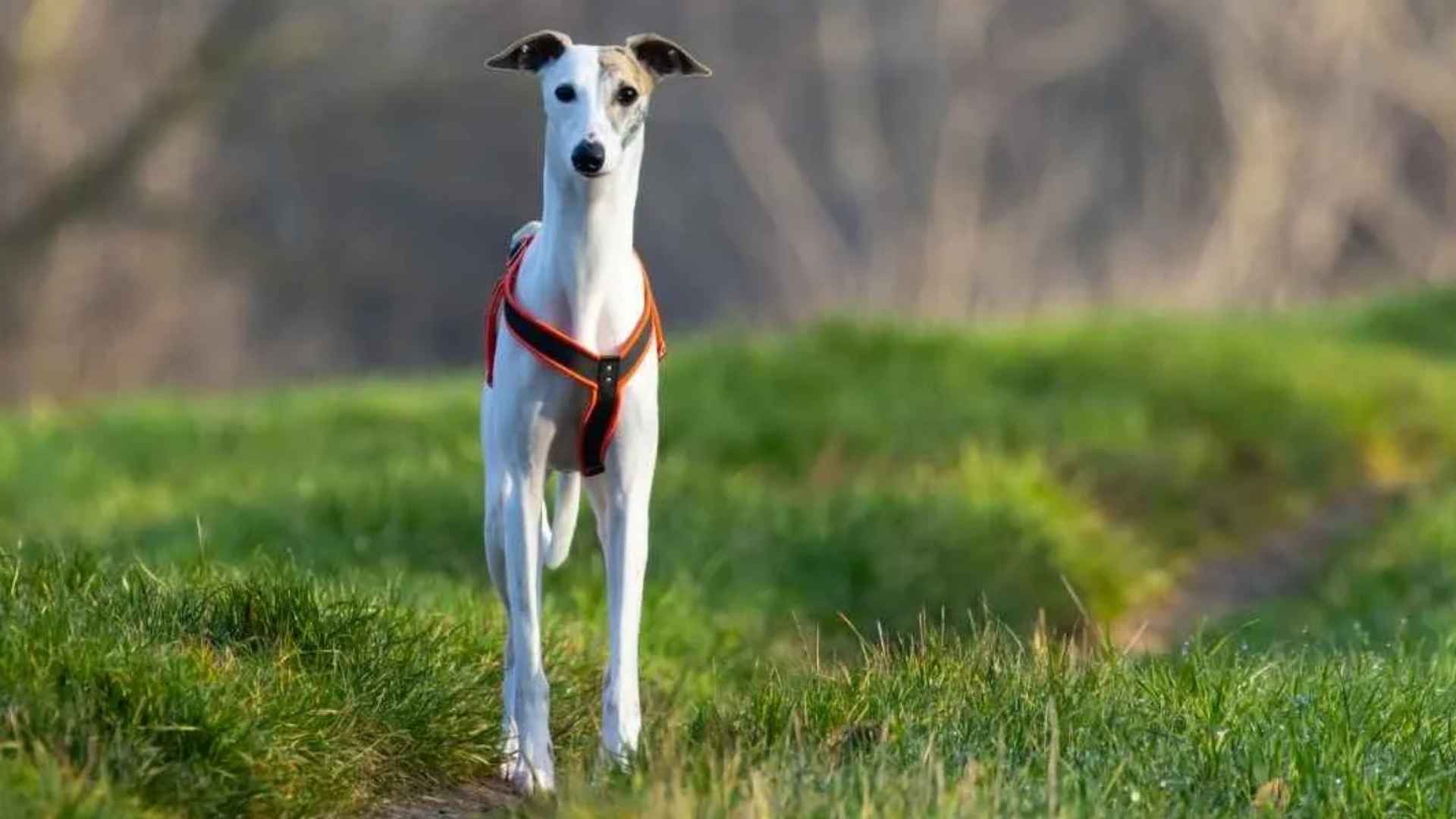 9 Dog Breeds that Rarely Get Dirty and Are Easy to Care For