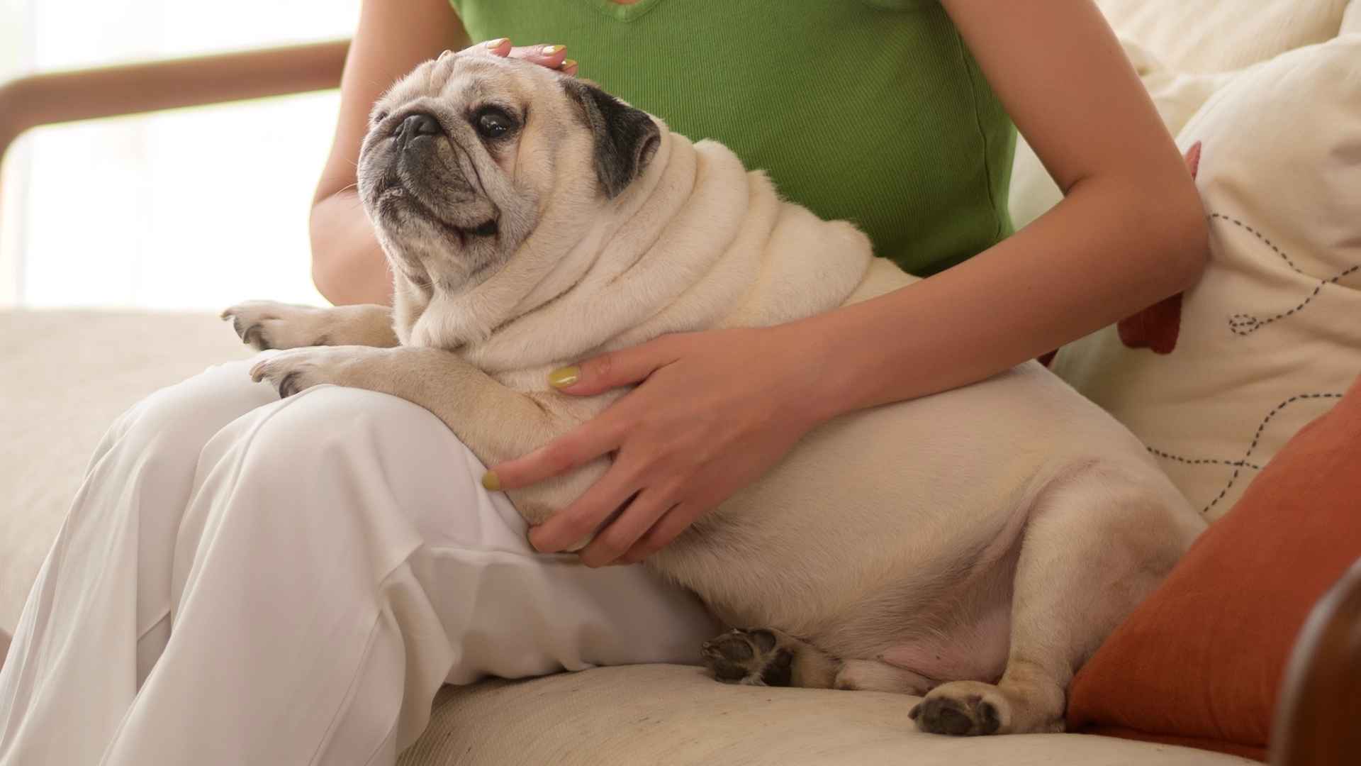 9 Dog Breeds that Require Constant Attention: Clingy Canine Companions