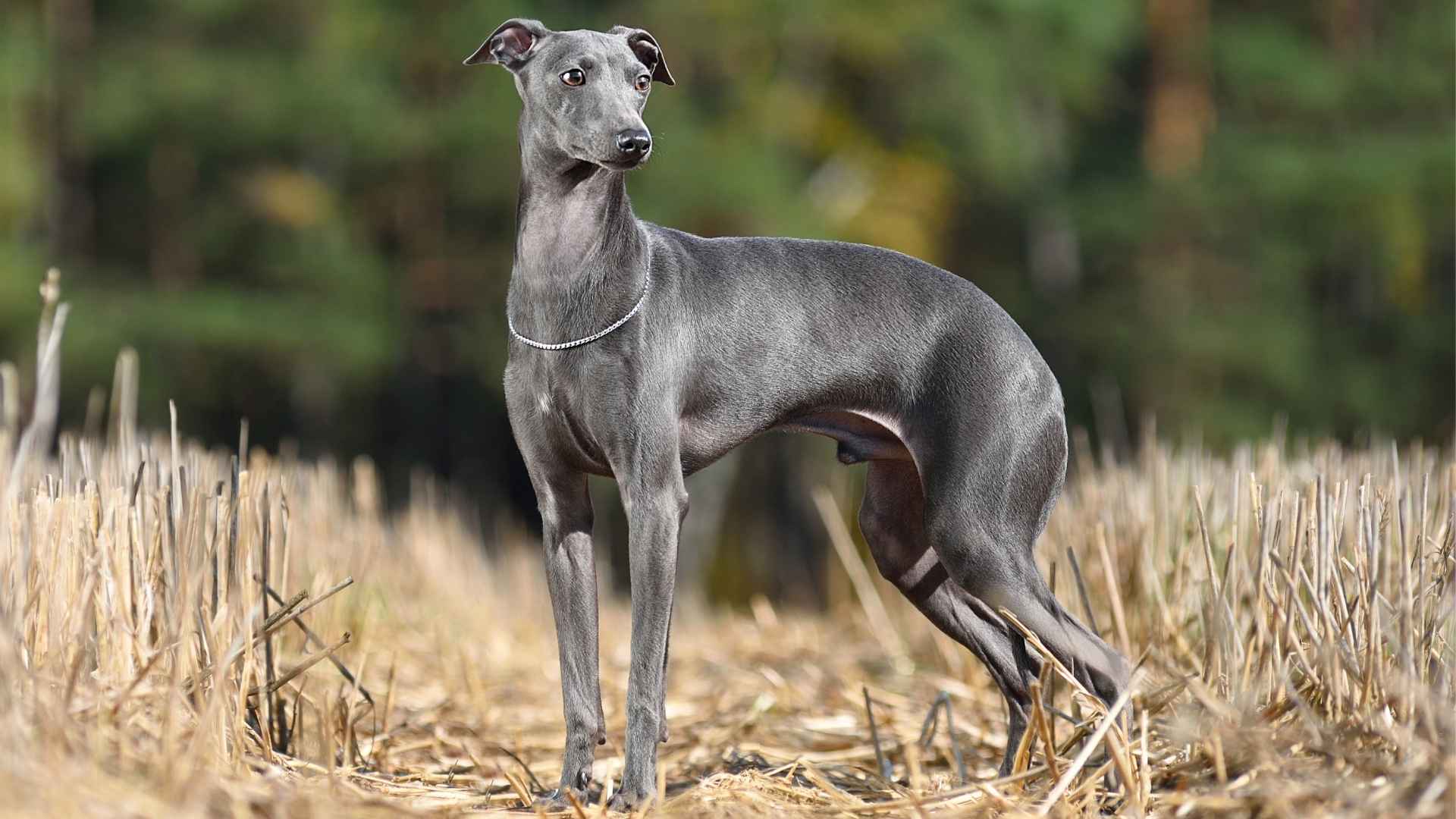 9 Dog Breeds that Self-Clean Often for a Low-Maintenance Home