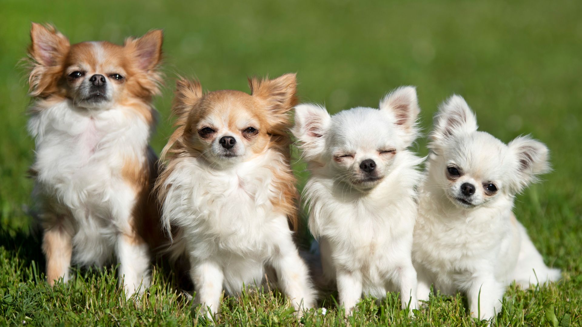 9 Dog Breeds with Zero Hidden Costs for Budget-Conscious Owners