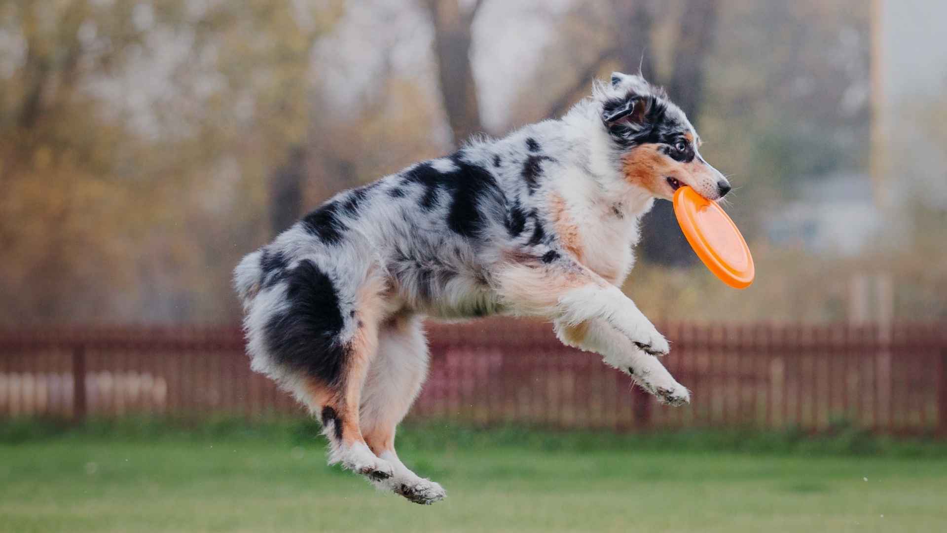 9 Dog Breeds with the Most Impressive Jumping Abilities