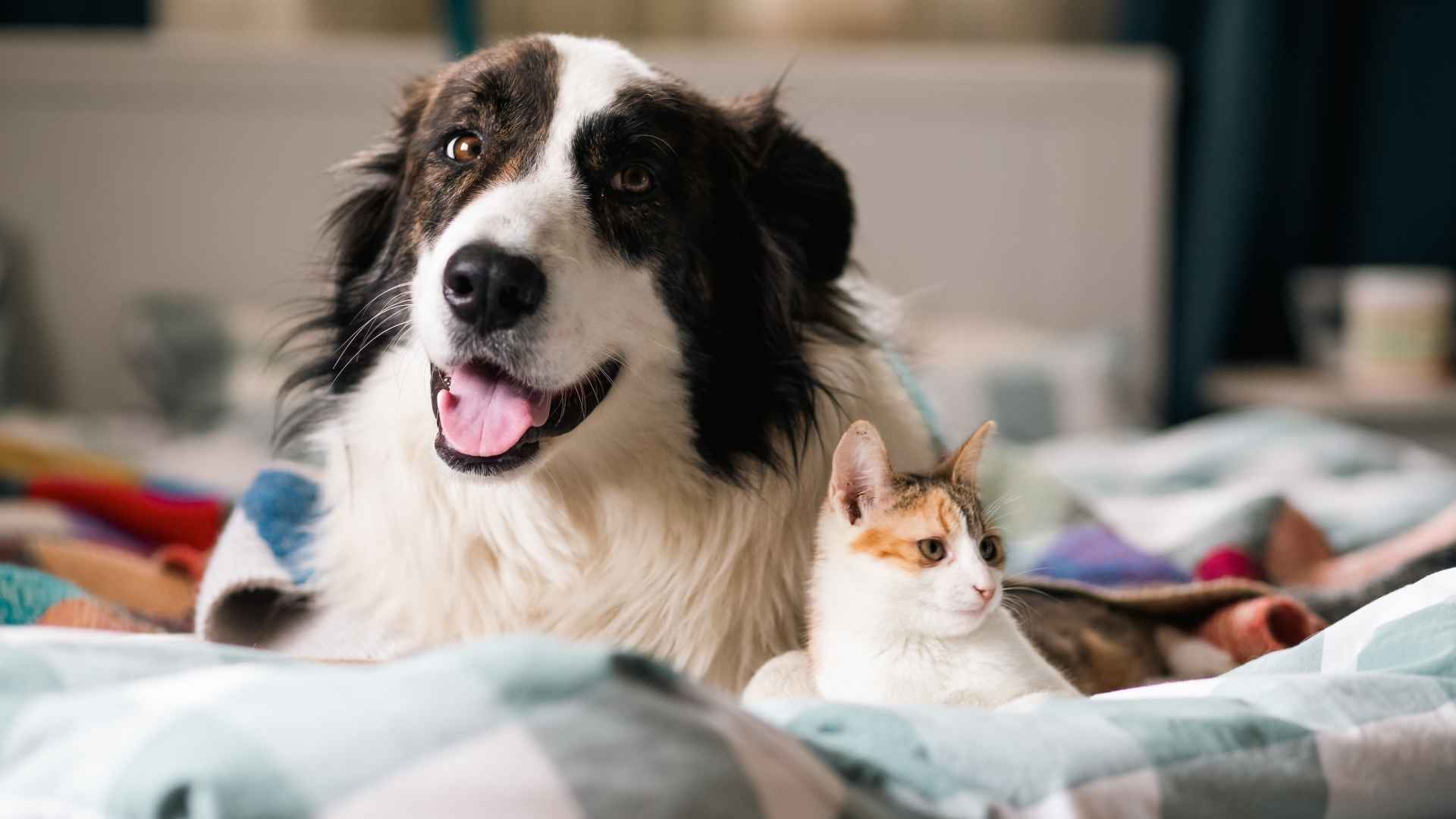 9 Dogs For Homes With Multiple Pets: The Sociable Ones