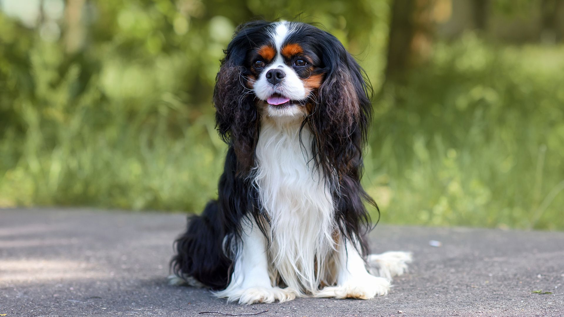 9 Dogs That Never Panic and Stay Calm Under Pressure