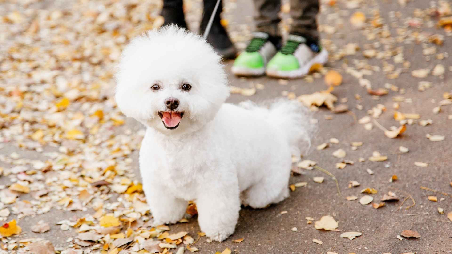 9 Elegant Solid White Dog Breeds You'll Fall in Love With