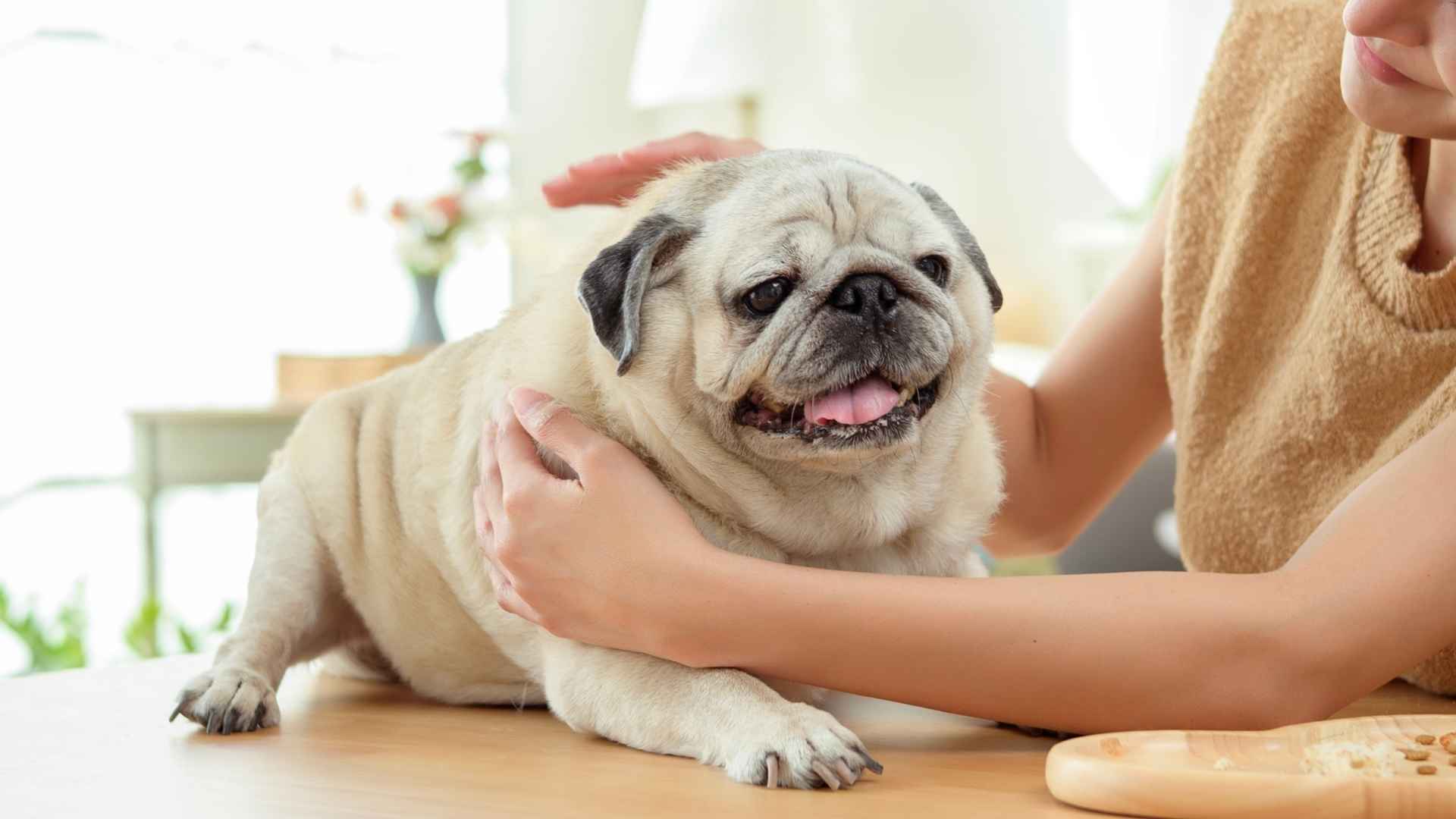 9 Emotionally Stable Dog Breeds for a Calm Home Environment