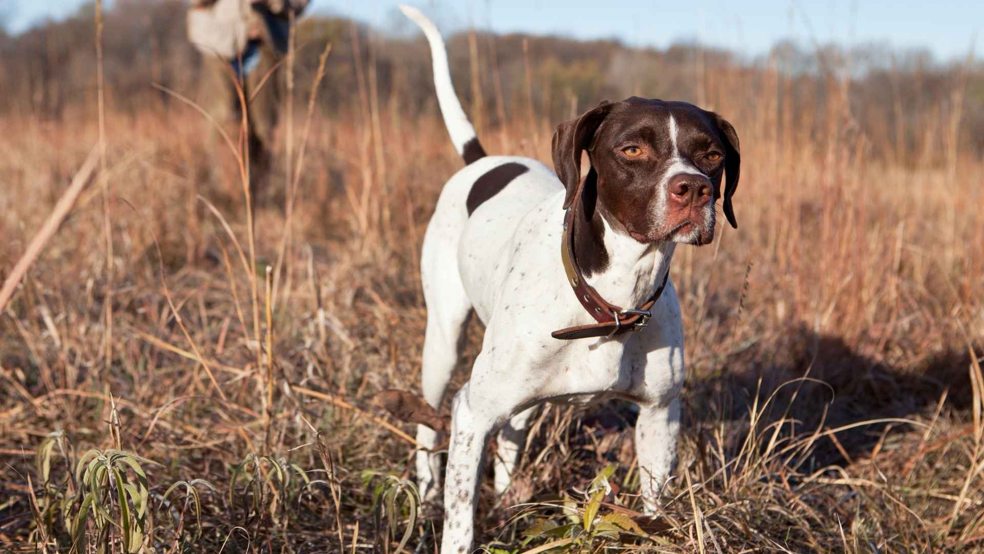 9 Endurance Hunting Dog Breeds for Tireless Tracking and Pursuit