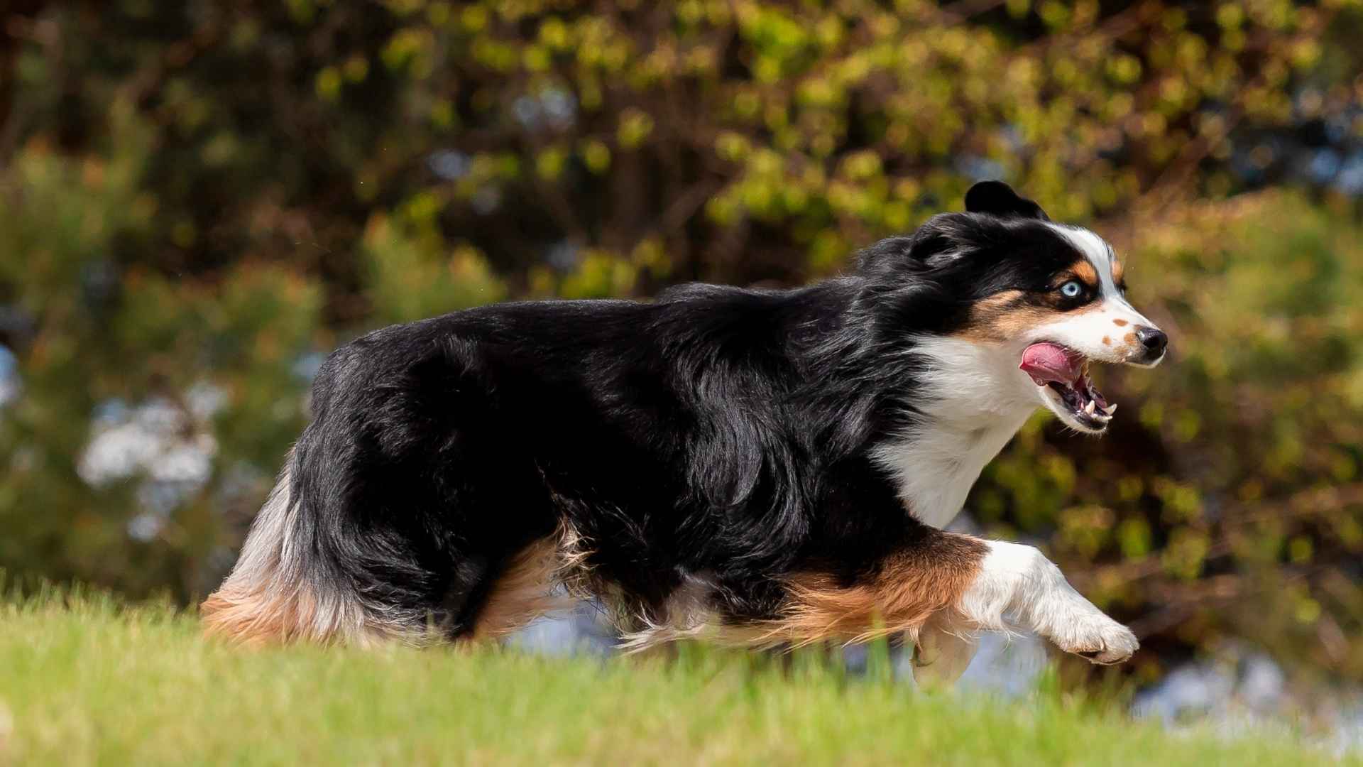 9 Energetic Medium Dog Breeds for Active Lifestyles