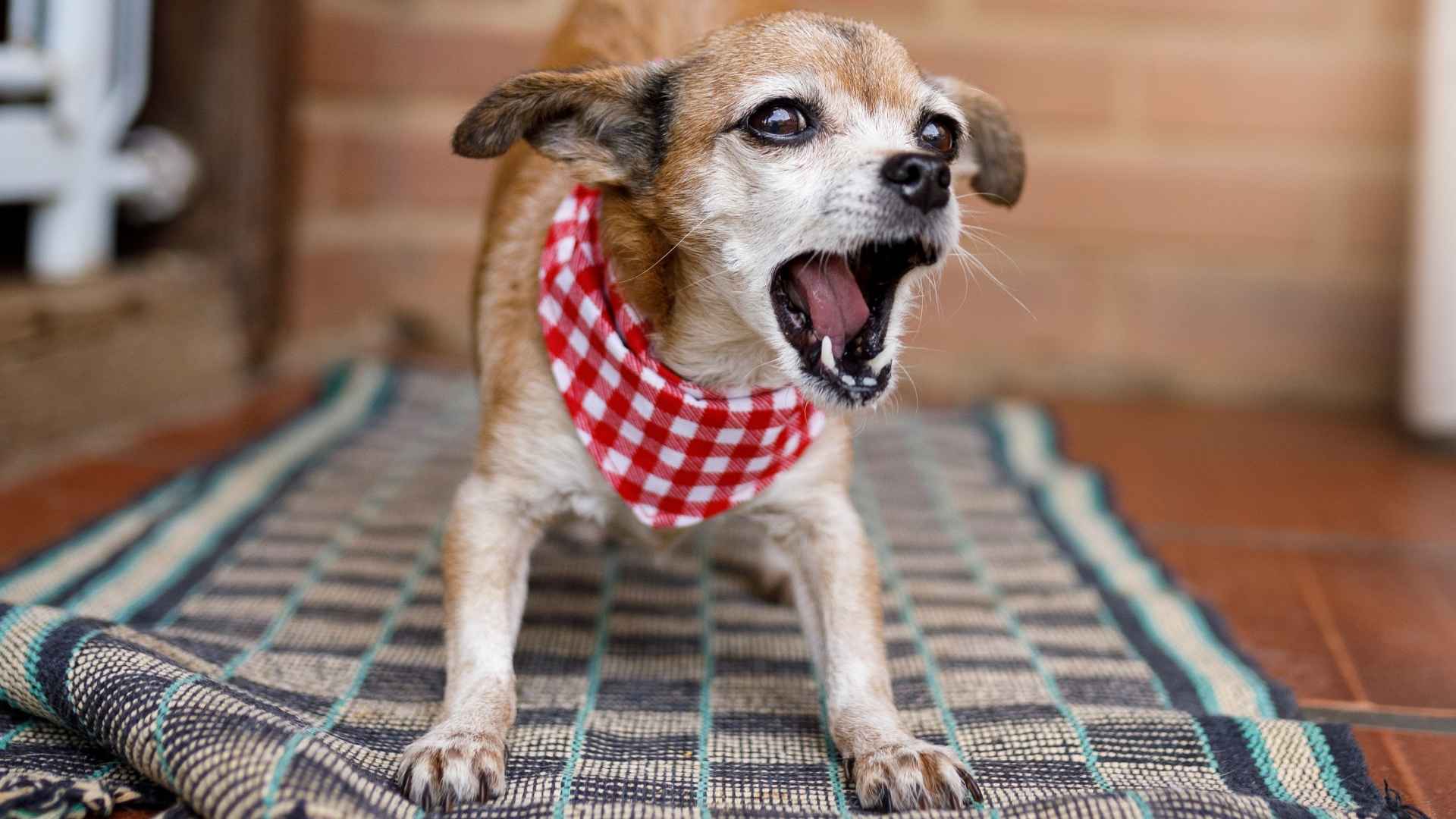 9 Excessive Barking Dog Breeds That Just Can’t Stay Quiet