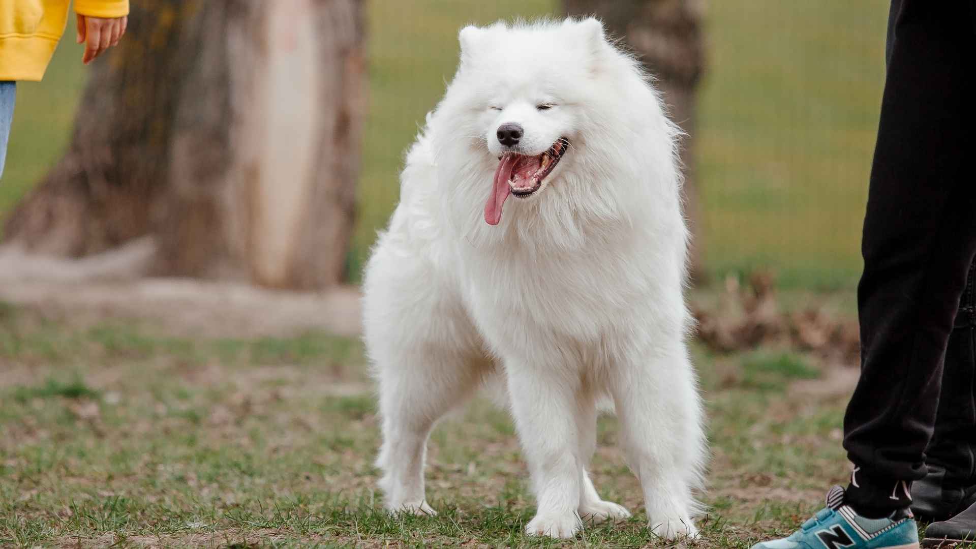 9 Extroverted Dog Breeds That Will Steal Your Heart (and Everyone Else's Too!)