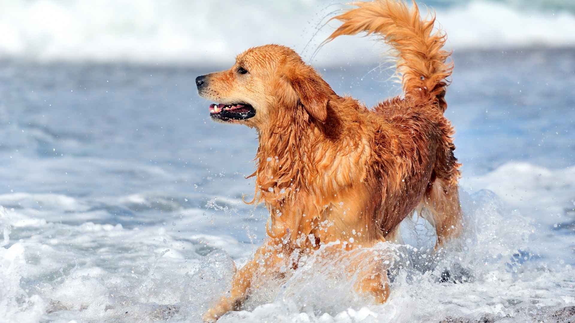 9 Fabulous Dog Breeds Perfect For Maritime Rescue