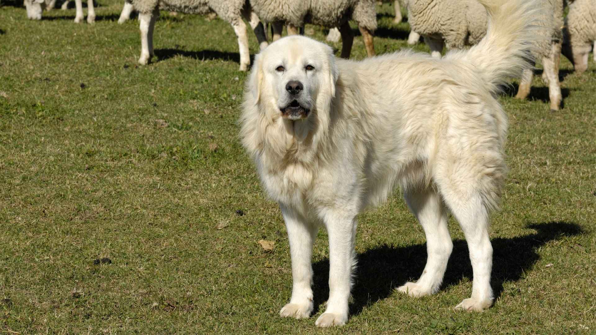 9 Farm Dog Breeds That Excel in Rural Life