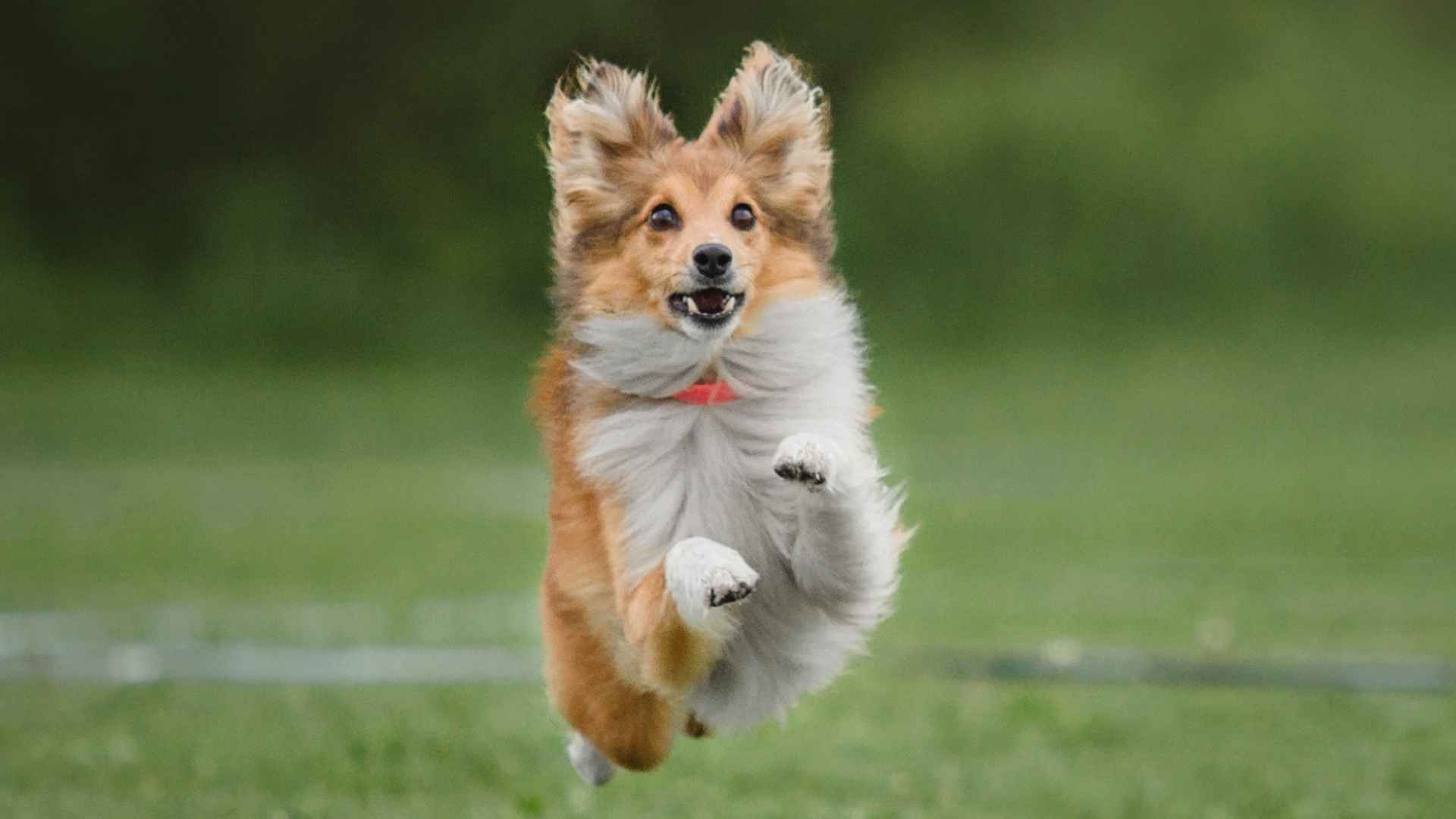 9 Fast-Reacting Dog Breeds That Respond Quickly to Stimuli