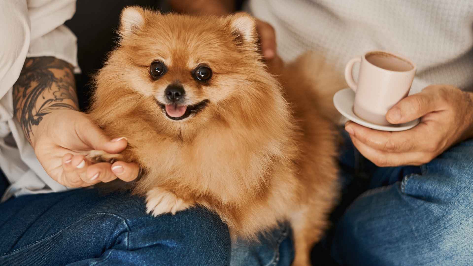 9 Friendliest Dog Breeds That Will Melt Your Heart and Be Your Best Friend