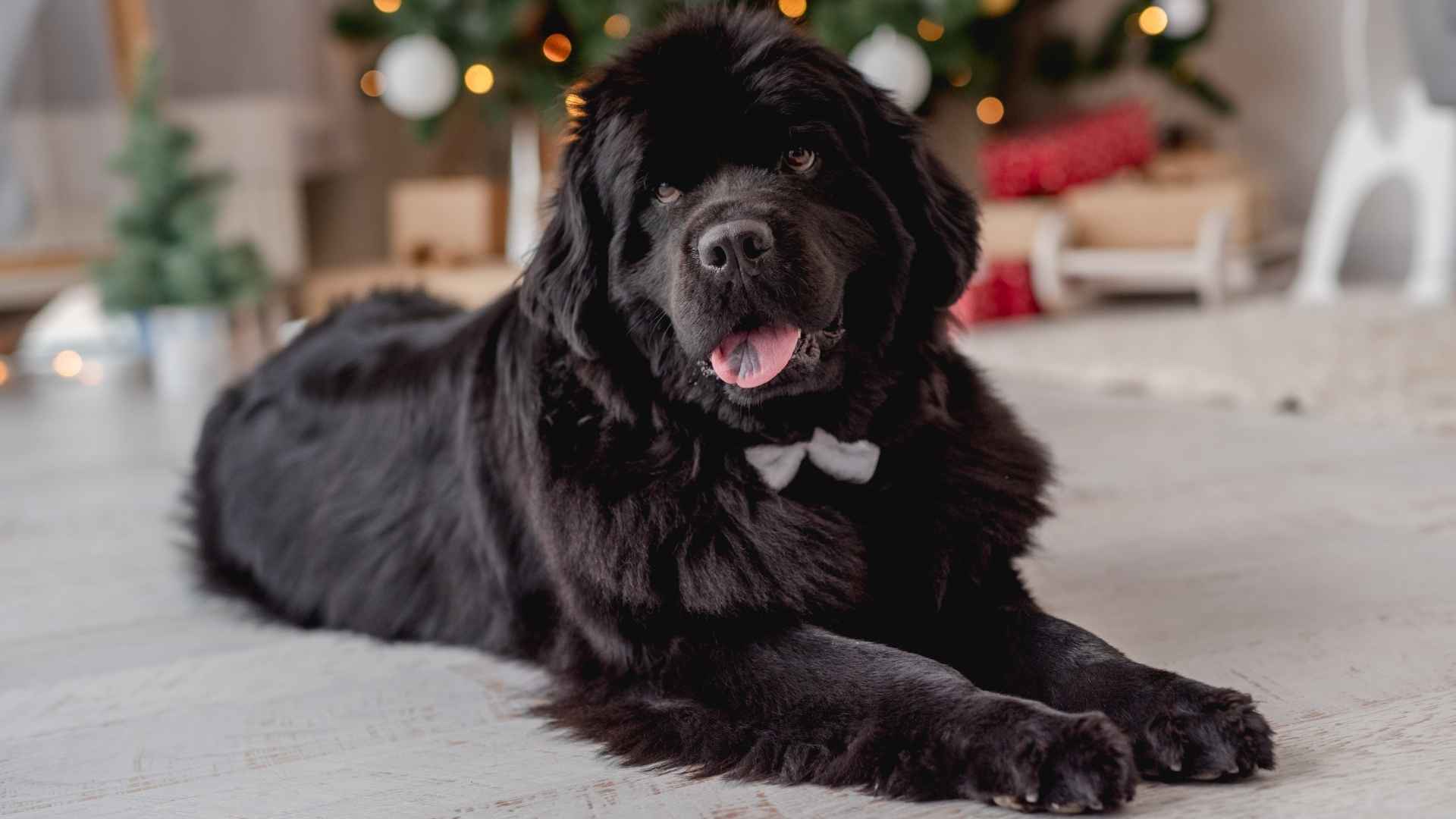 9 Friendly Giant Dog Breeds That Will Steal Your Heart (and Couch Space)