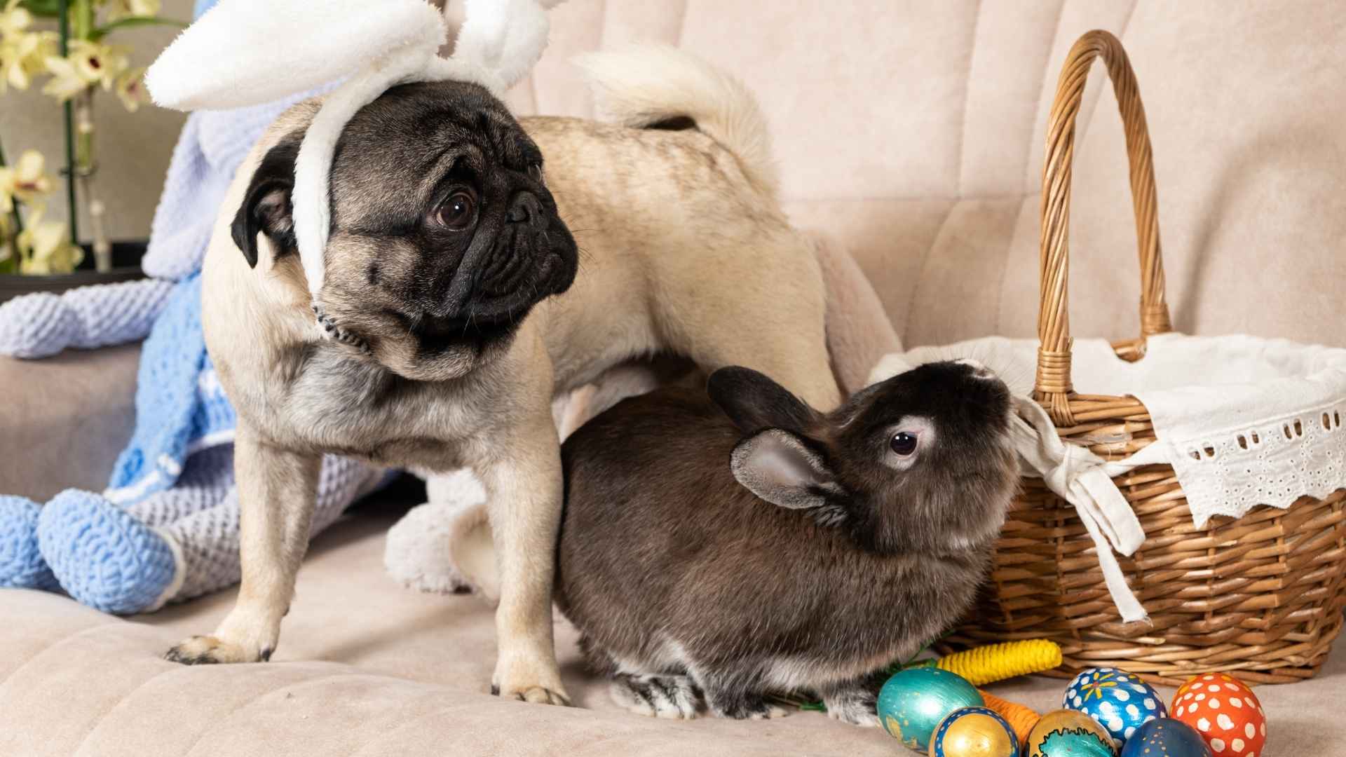 9 Gentle Dog Breeds That Do Well with Rabbits