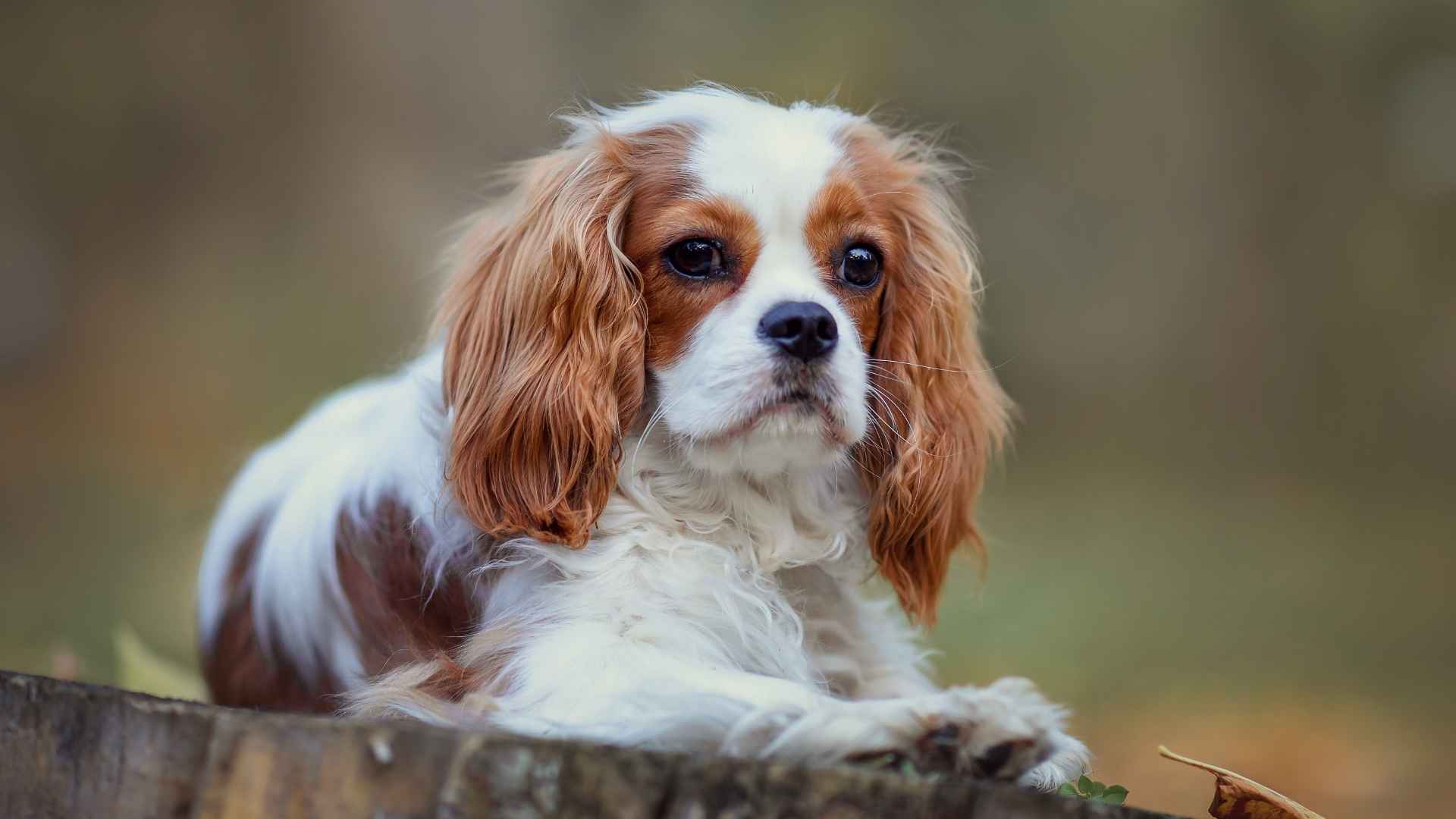 9 Gentle Dog Breeds With Long Lifespan That Offer Years of Loyalty and Love