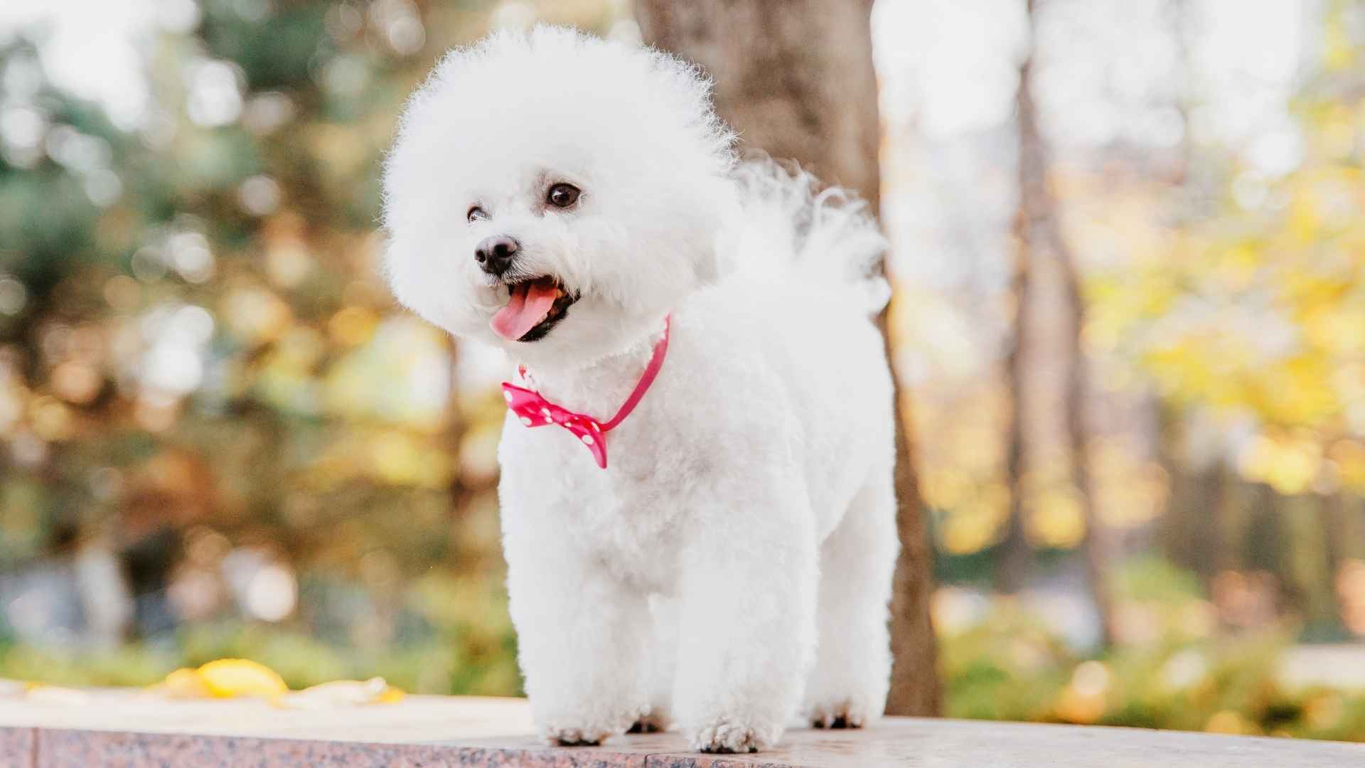 9 Great Dog Breeds with Least Genetic Disorders