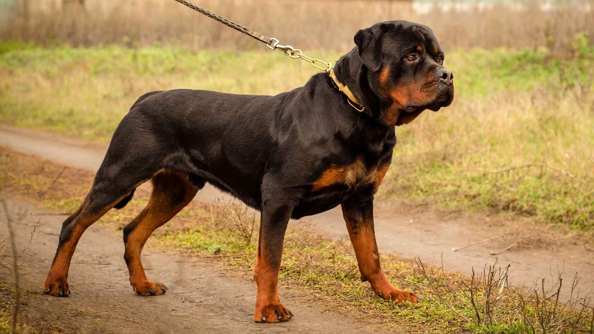 9 Guard Dog Breeds For Protection Against Wild Animals