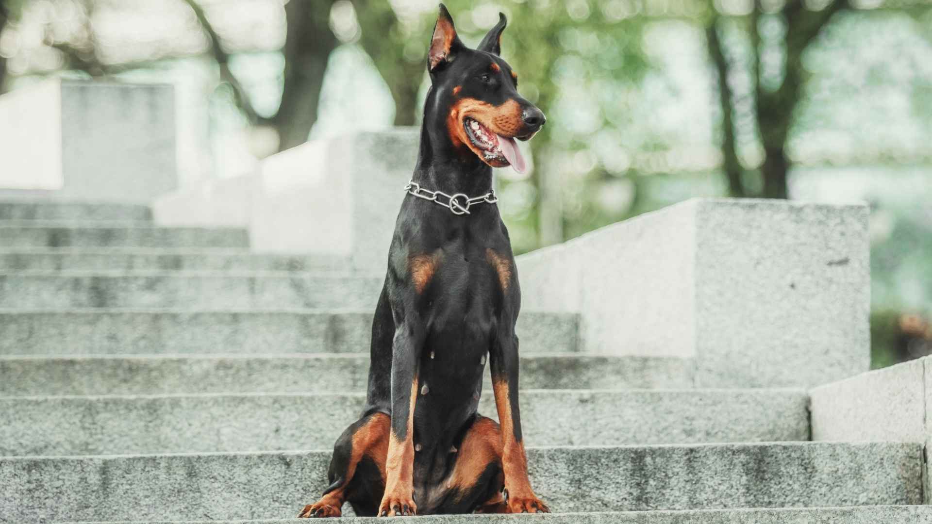 9 Guard Dog Breeds With Loyalty and Protective Instincts That Love and Protect