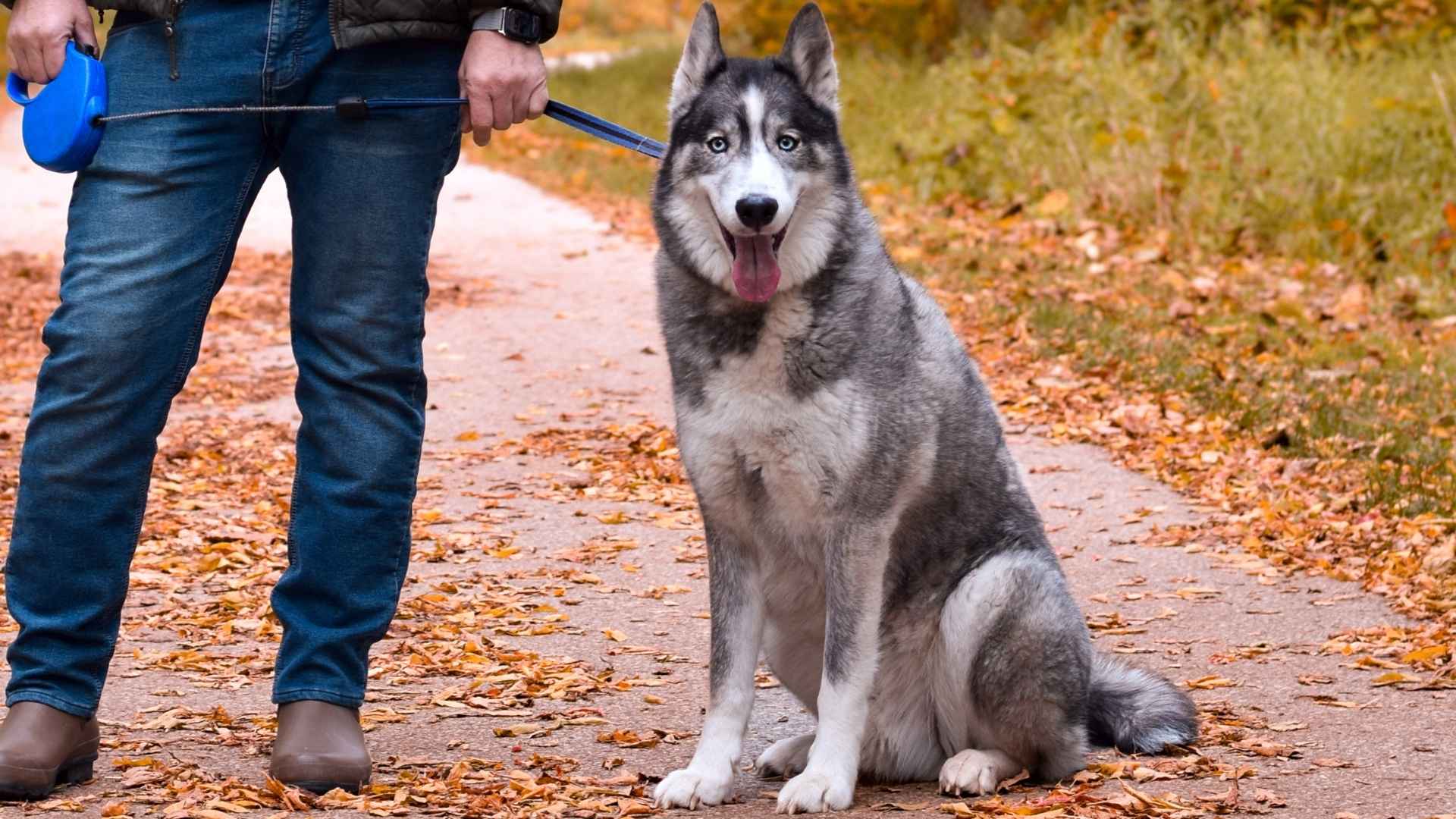 9 Guard Dog Breeds for Outdoor Lovers: Protect and Explore!