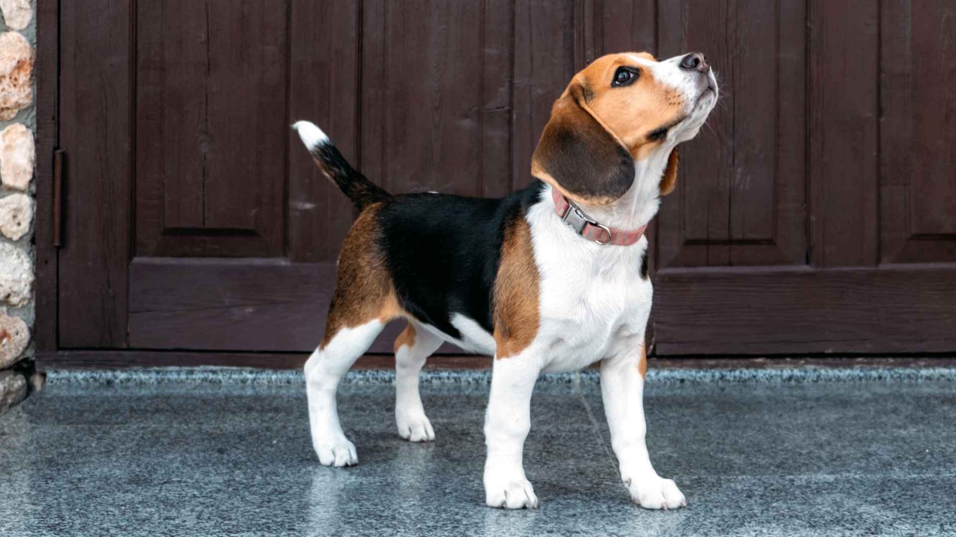 9 Guard Dog Breeds with a Long Lifespan That'll Watch Your House