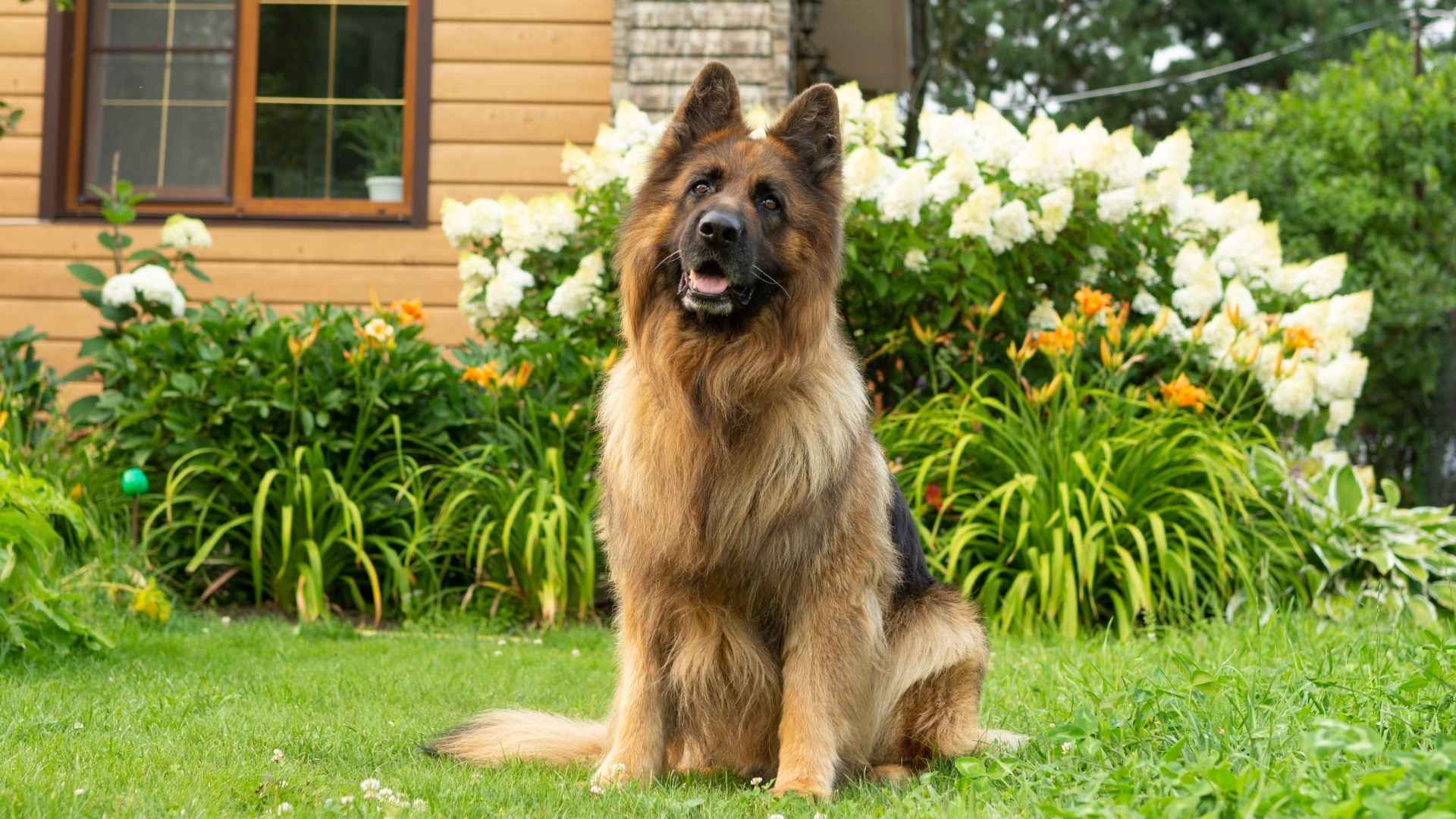 9 Guard Dogs for Suburban Families That Protect and Love