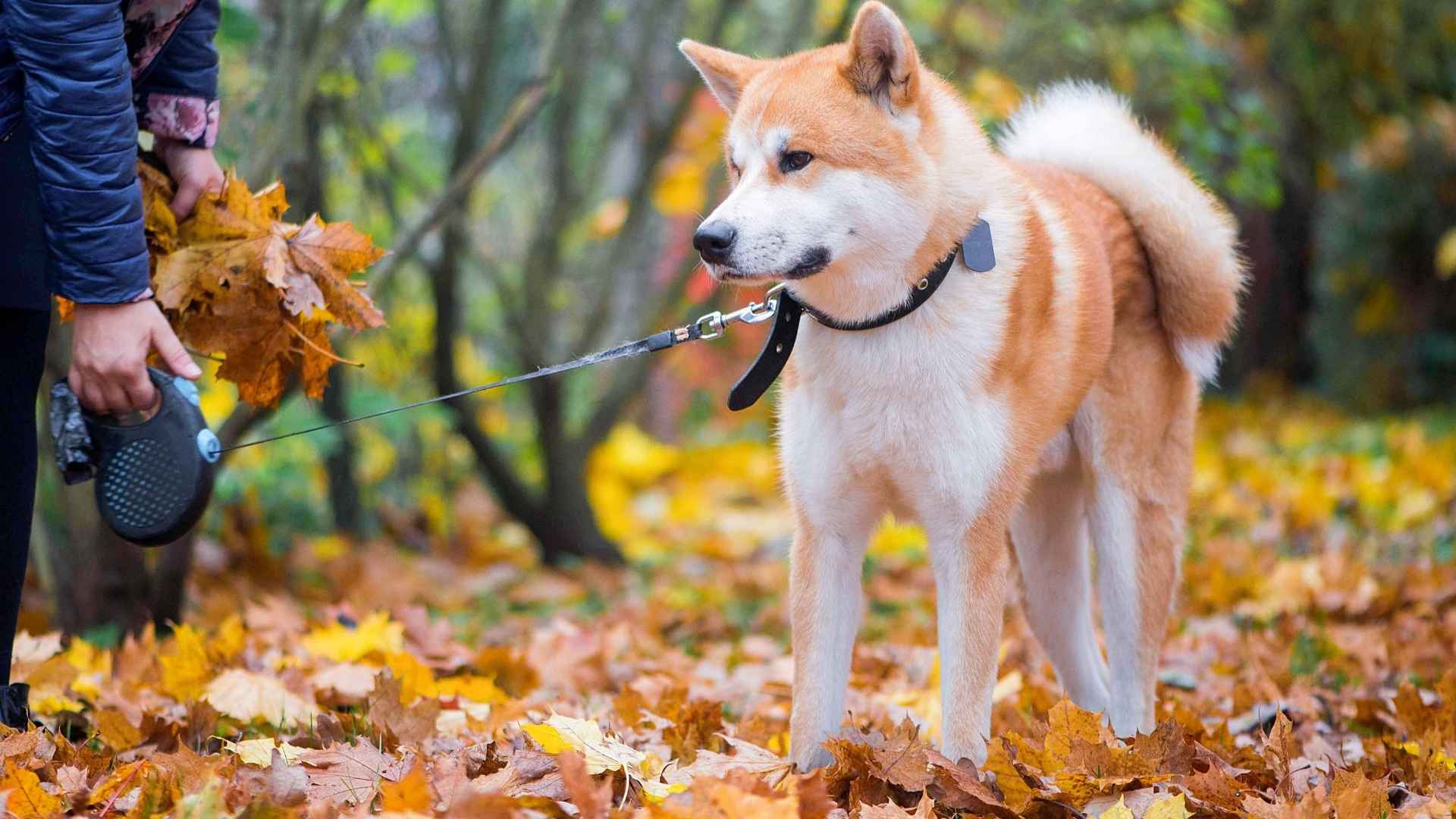 9 Hard-to-Train Medium Dog Breeds That Are a Trainer’s Worst Nightmare