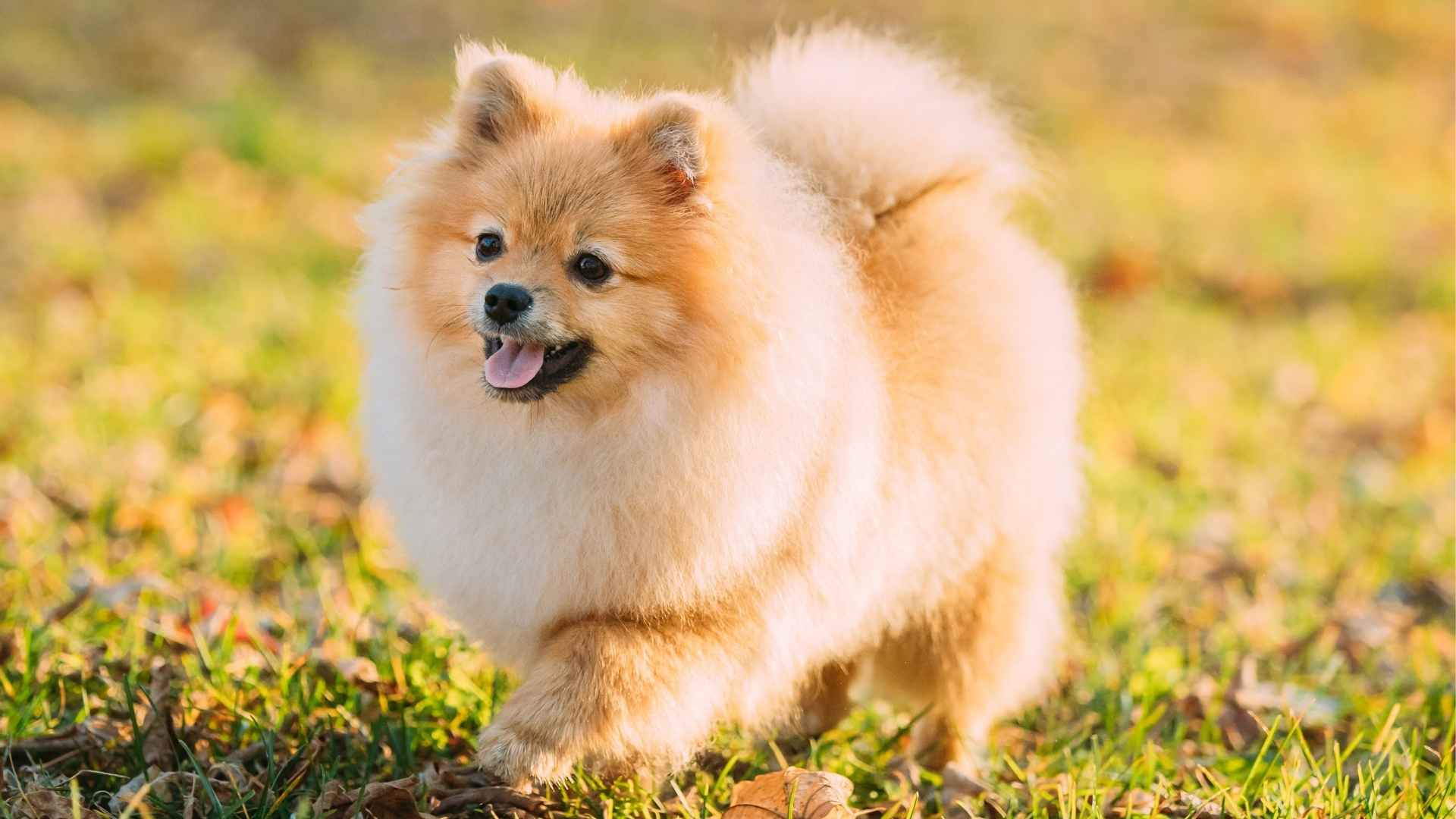 9 Healthiest Dog Breeds With High Cancer Resistance Revealed