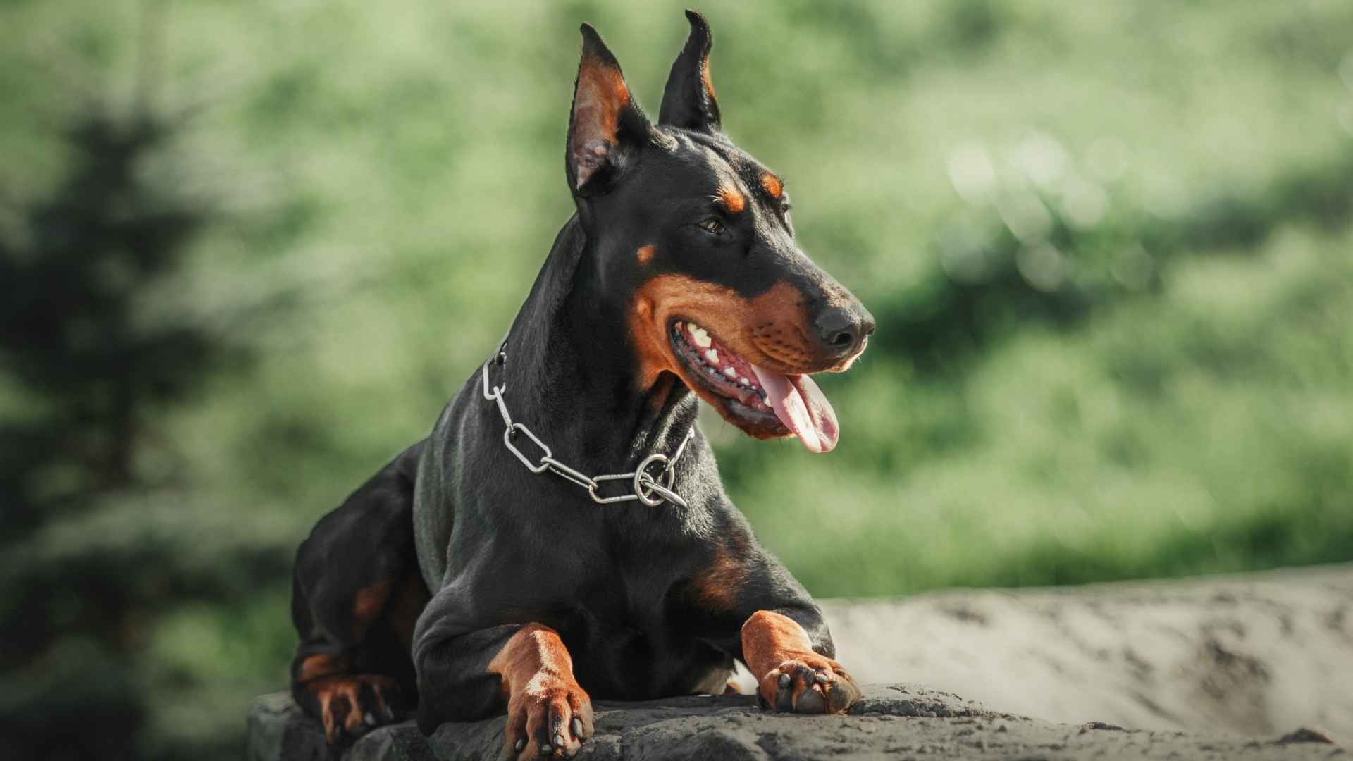 9 High-Confidence Dog Breeds That Exude Strength and Assurance