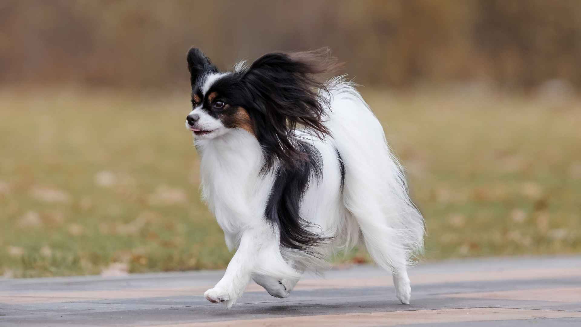 9 High-Energy Small Dog Breeds That Never Sit Still