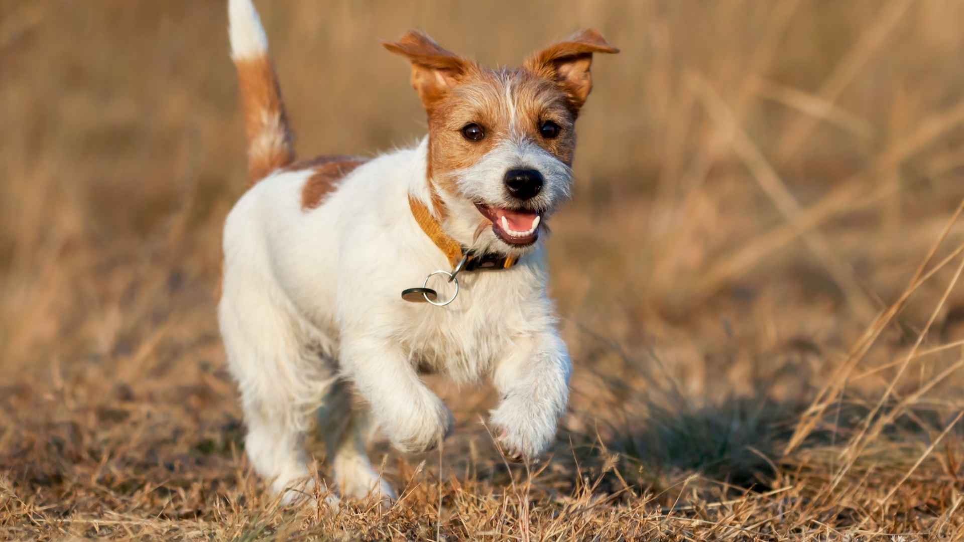 9 Highly Energetic Toy Dog Breeds That Never Sit Still